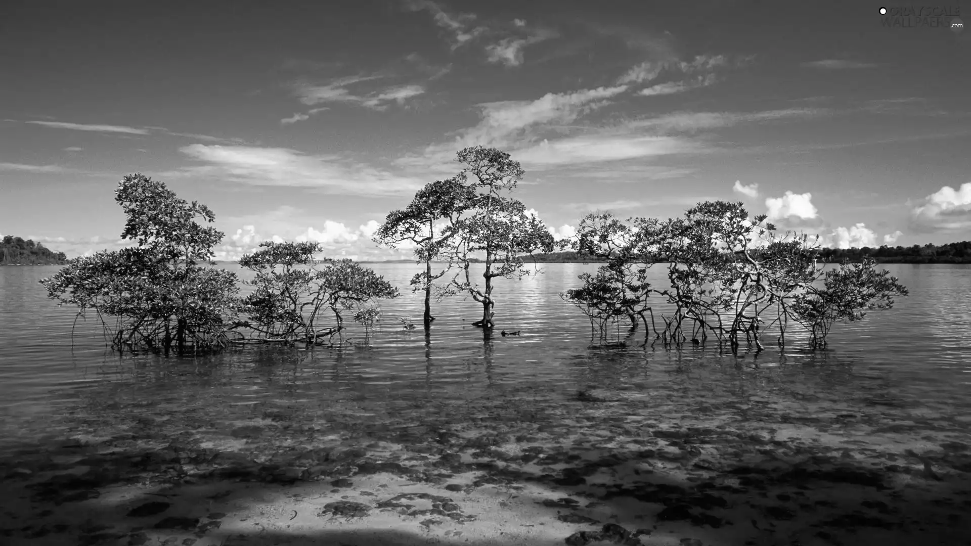 water, viewes, Sky, trees