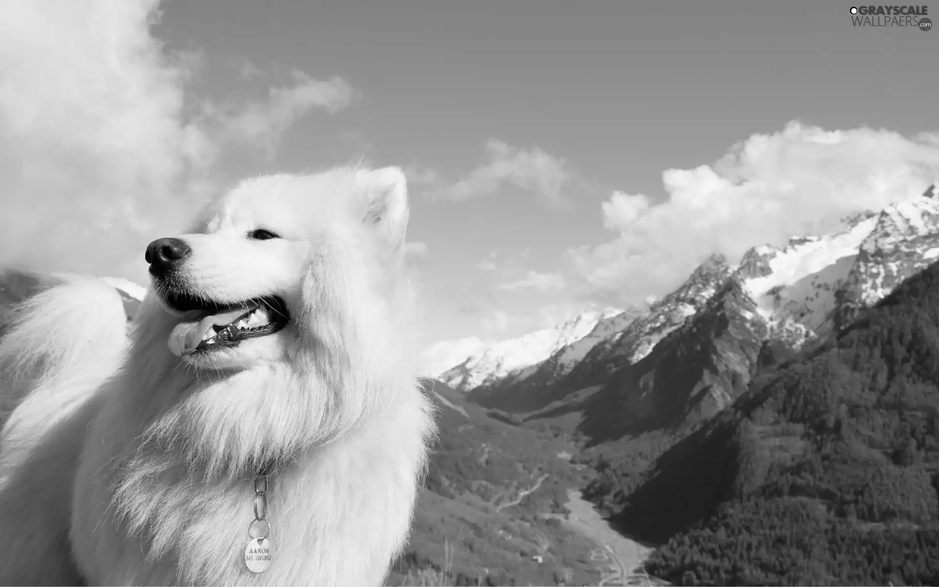 White, Mountains, Sky, dog
