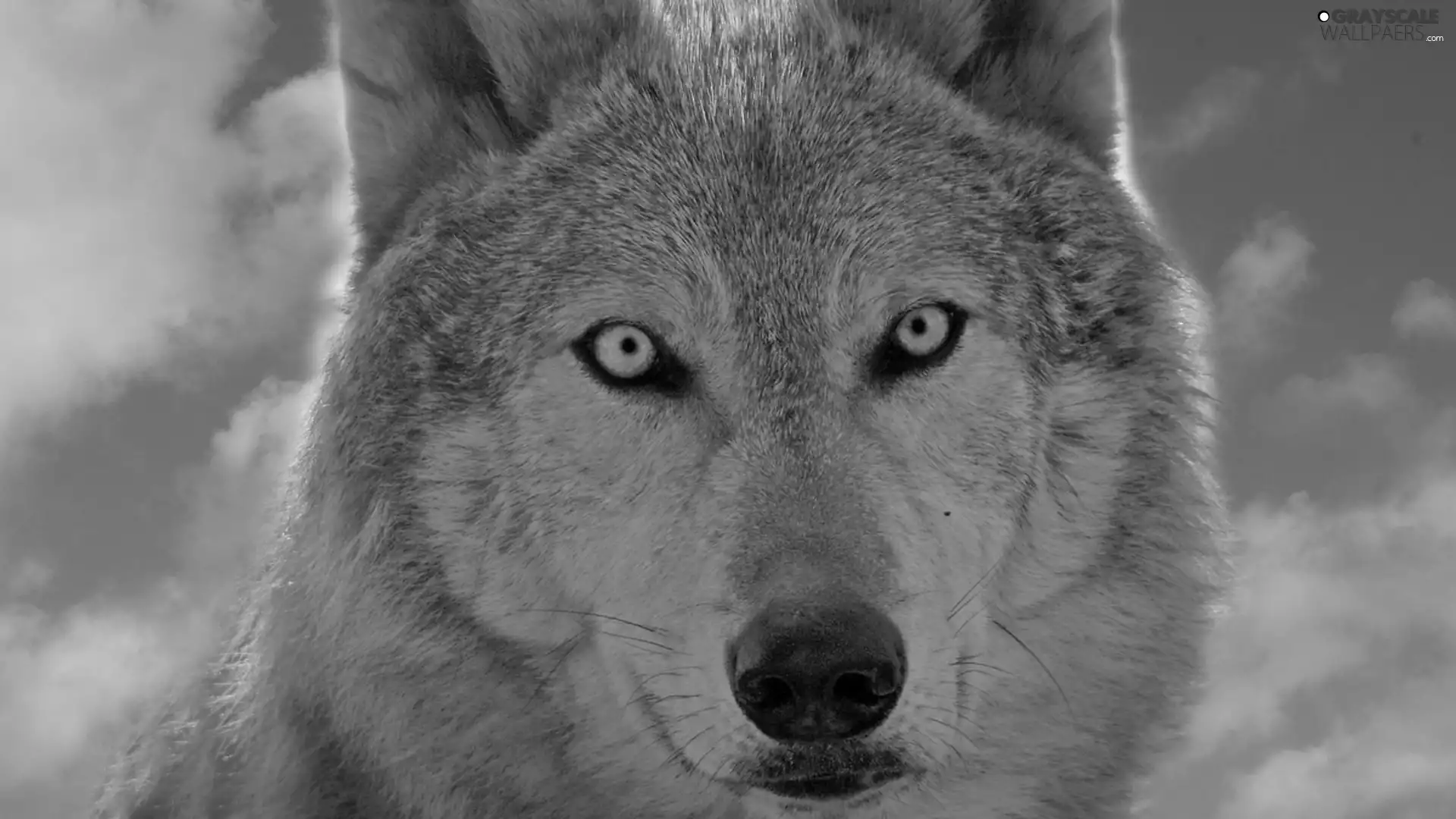 Sky, Eyes, Wolf