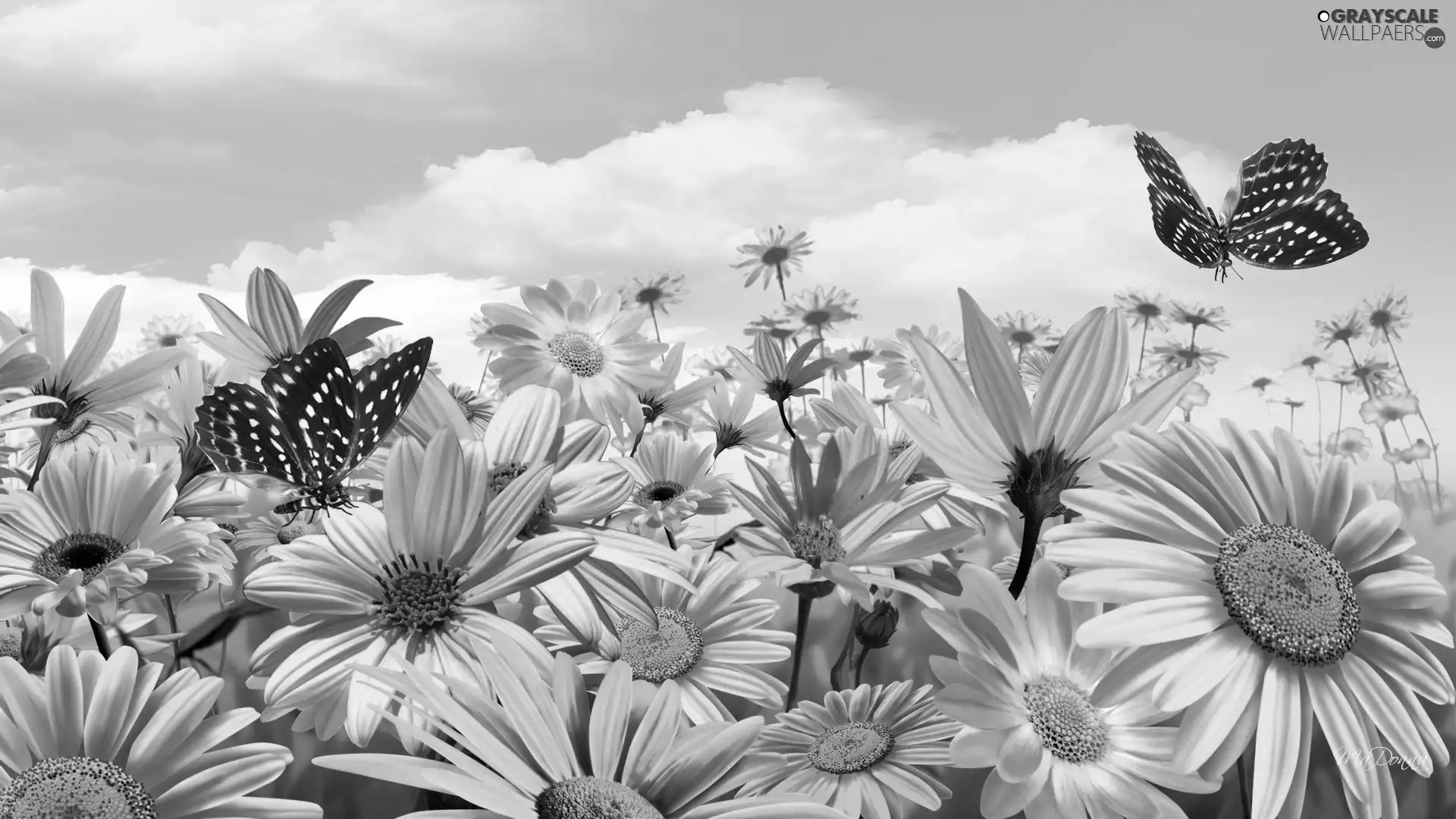 Yellow, butterflies, Sky, Flowers