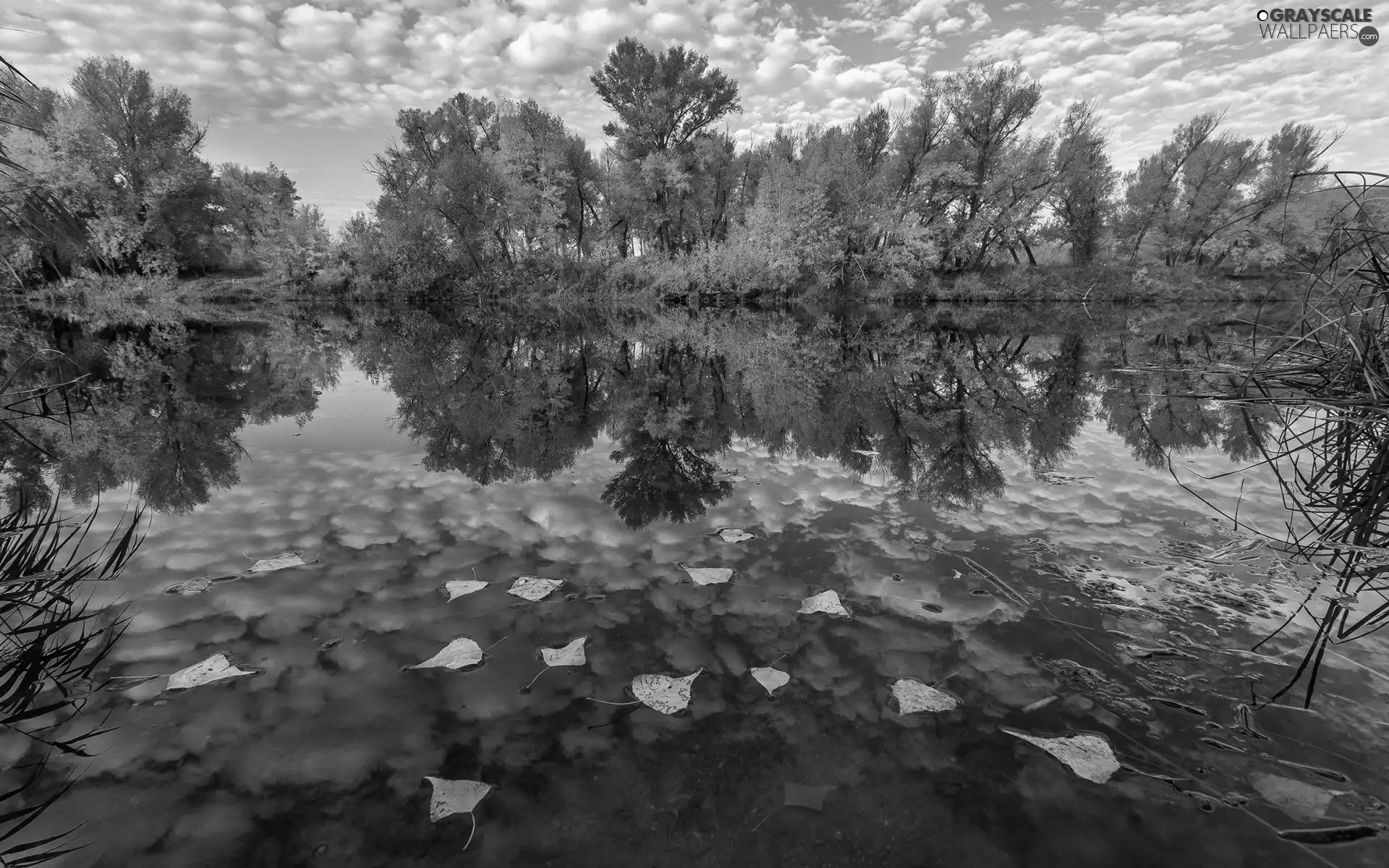 Sky, autumn, clouds, Leaf, viewes, reflection, Yellowed, trees, lake