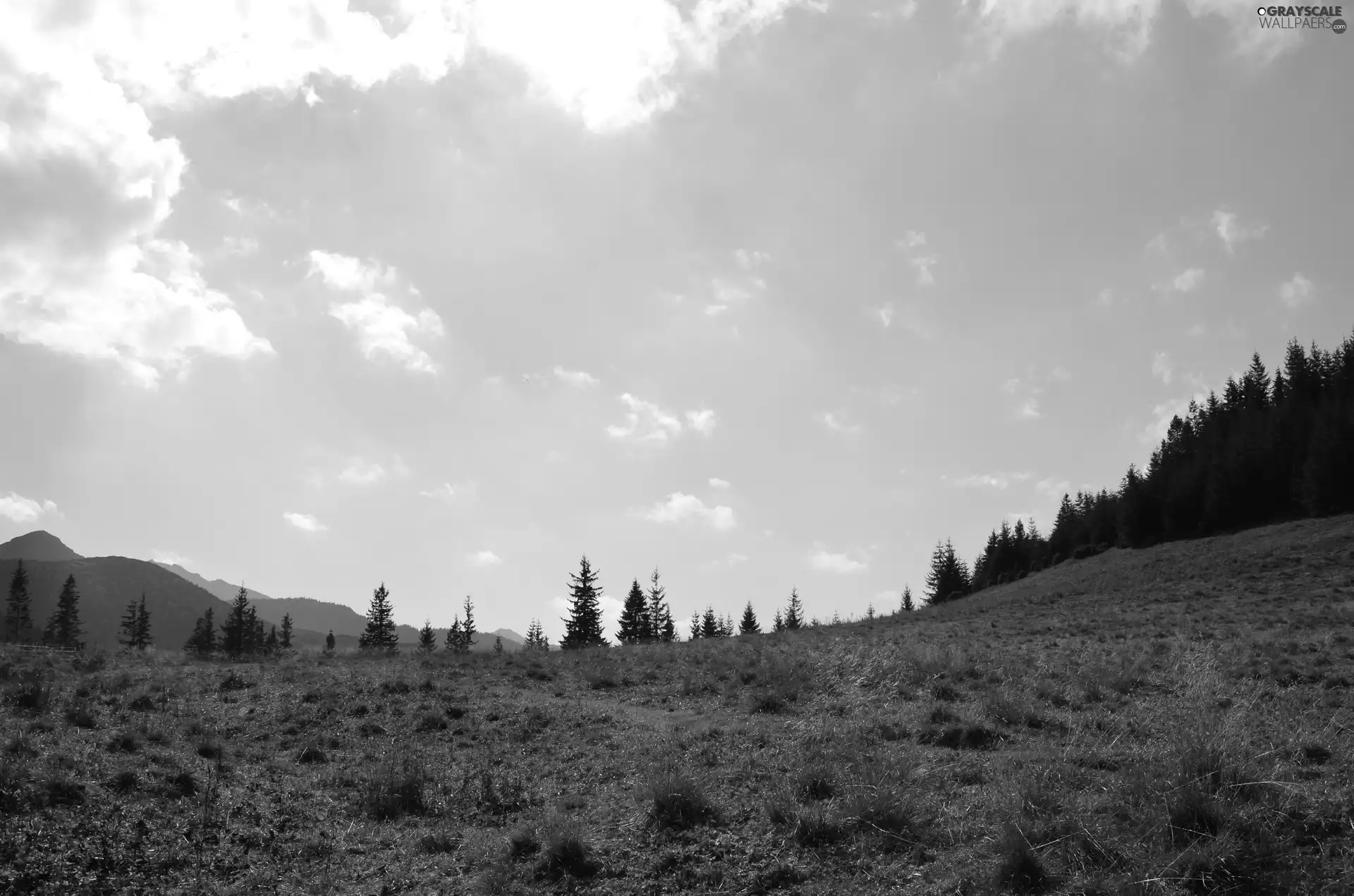 Sky, Meadow, Zakopane