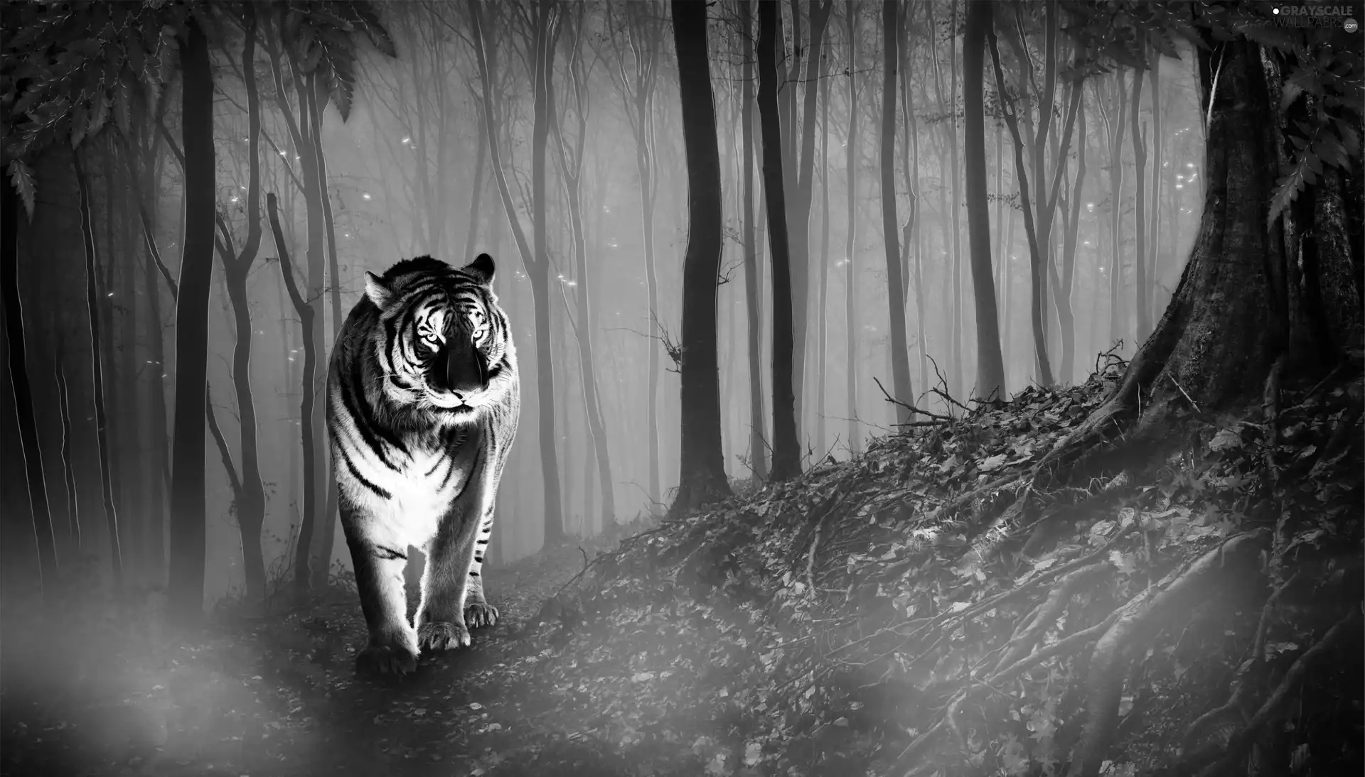 skylights, tiger, forest