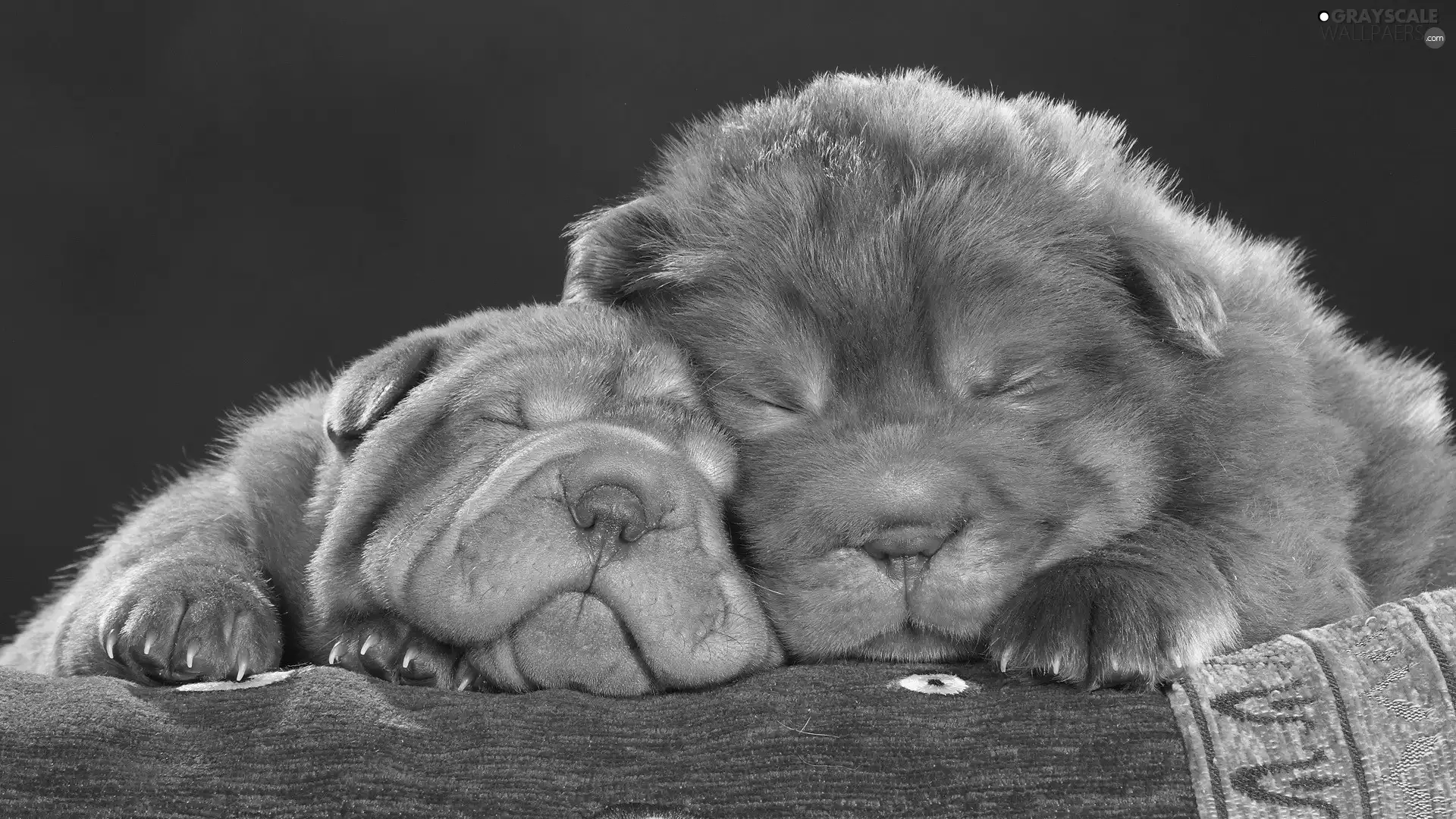 Shar Pei, Two cars, Sleeping