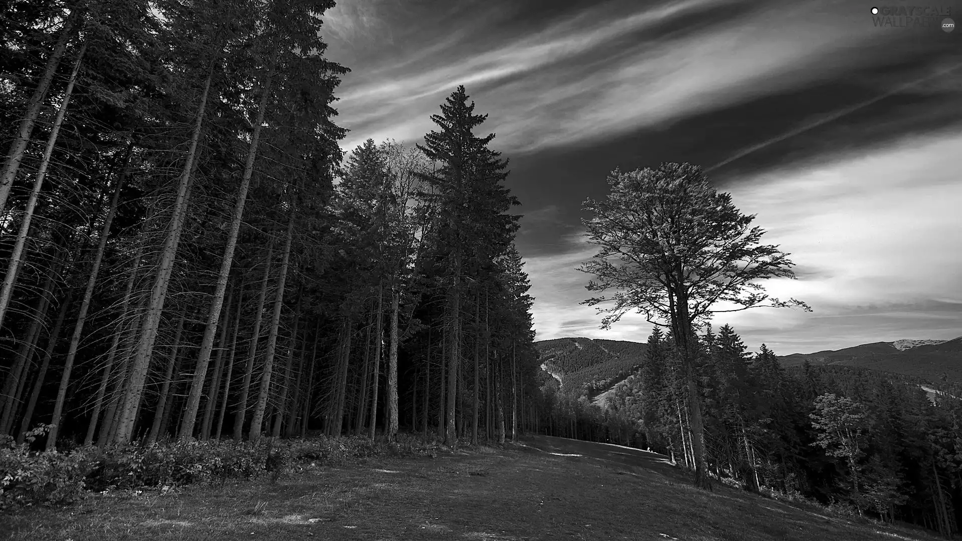 slope, Mountains, forest