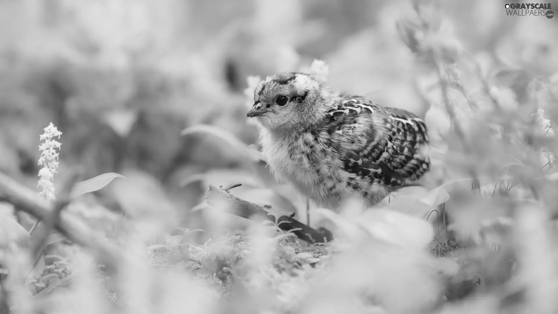 small, Bird