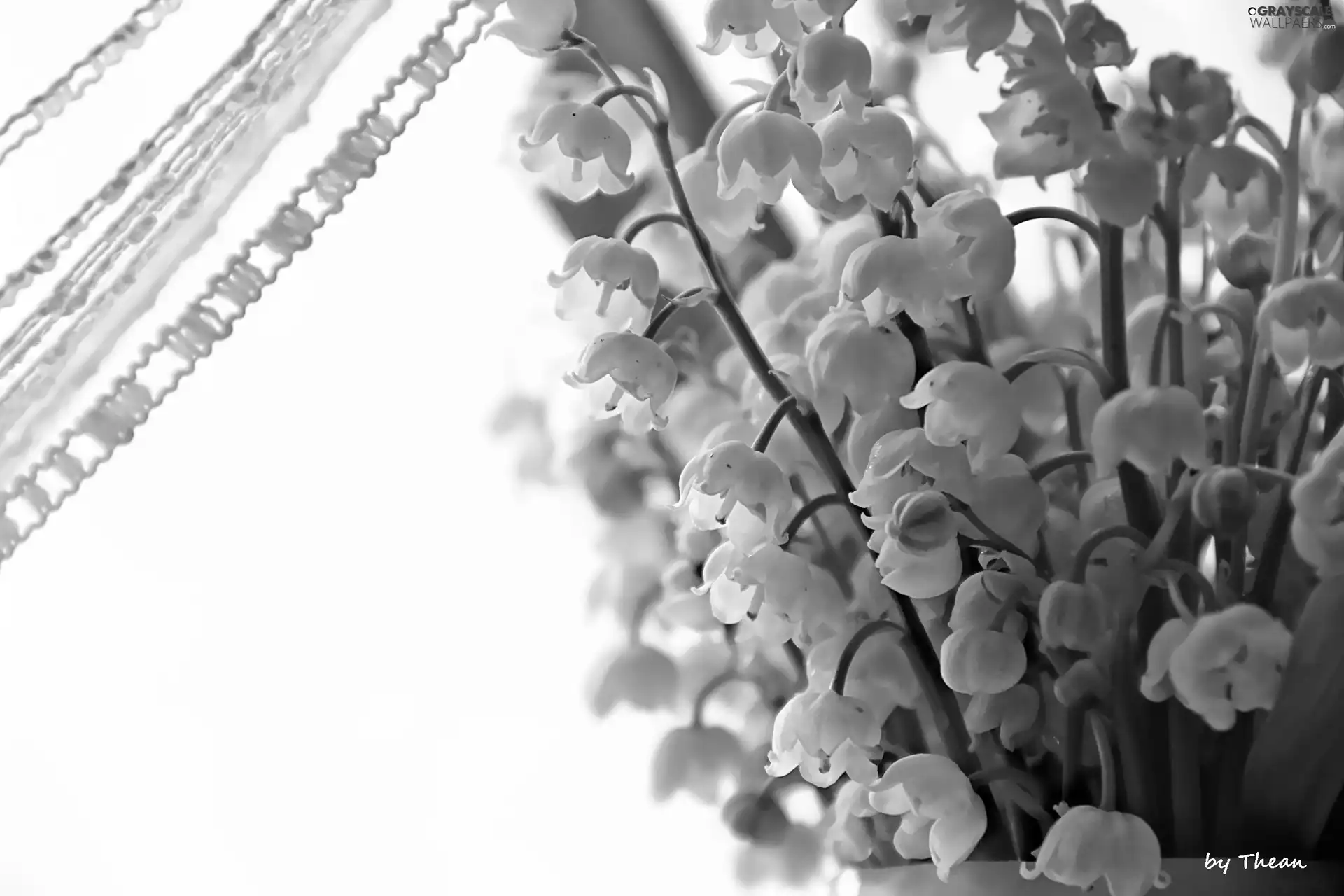 curtain, lilies, small bunch