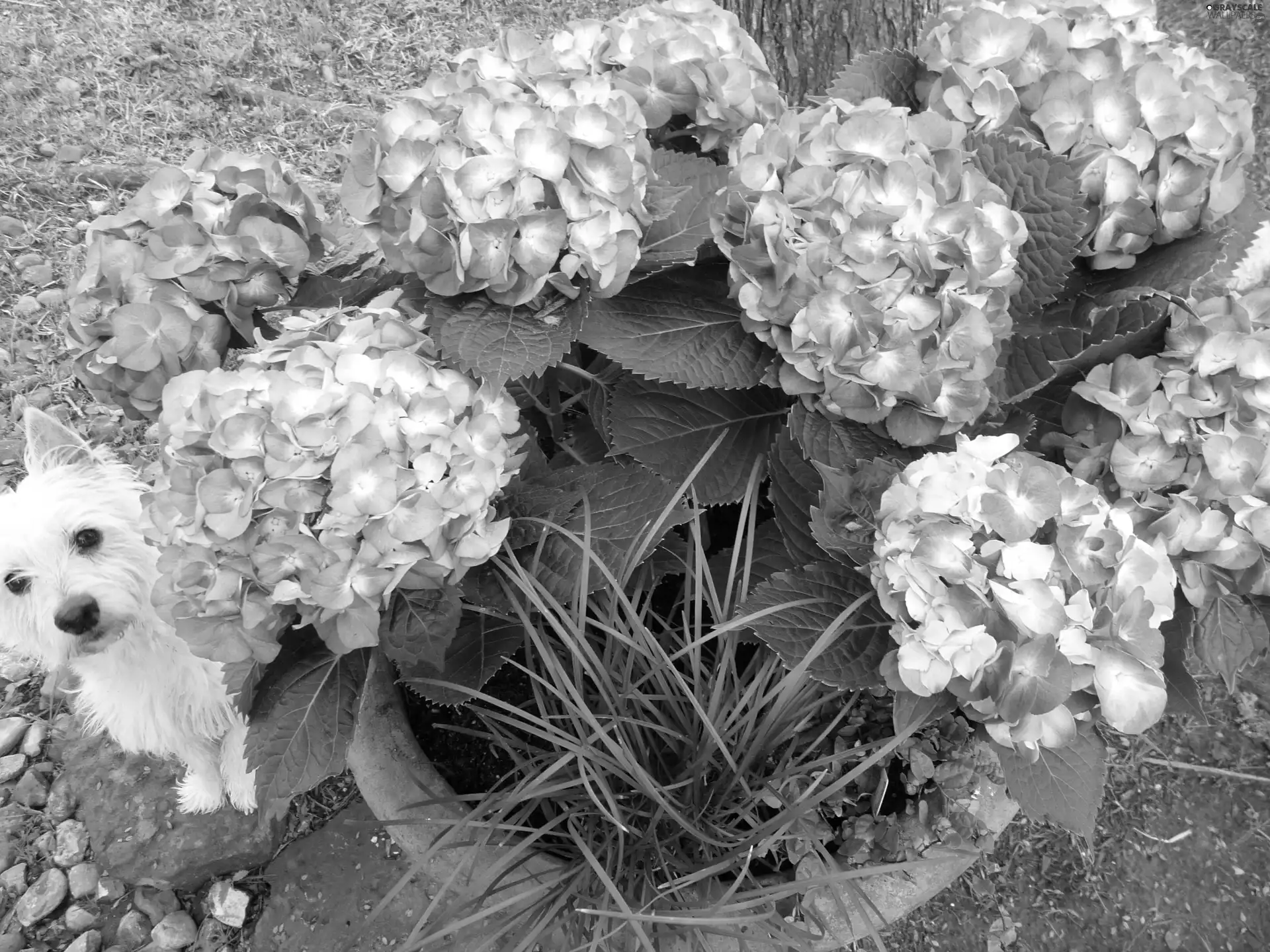 small, doggy, hydrangea, hidden, Pink