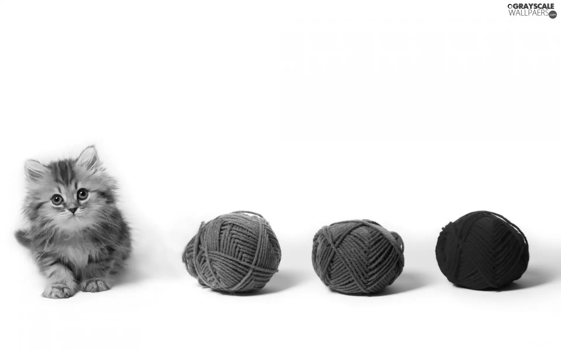 small, kitten, Bundles, wool, color