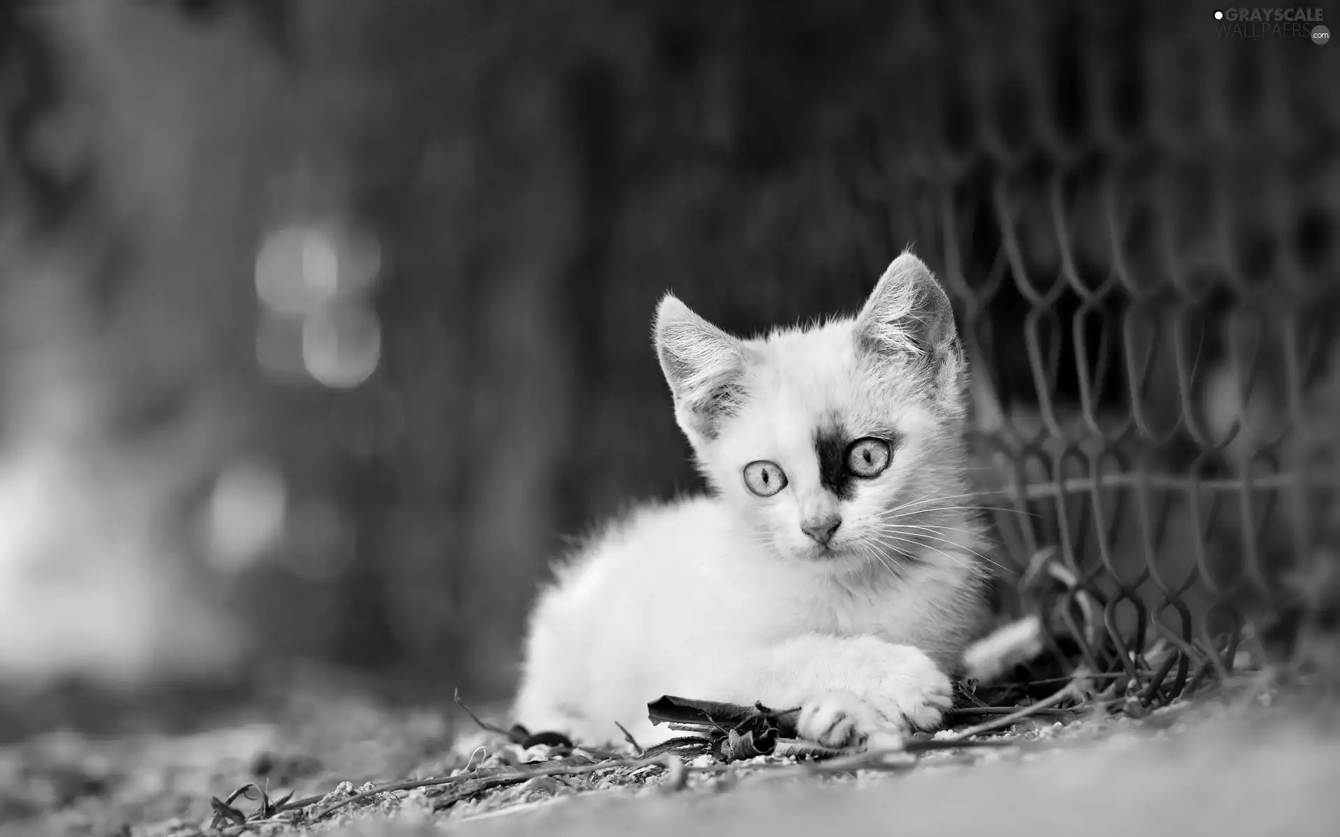 Blue Eyed, net, small, White, kitten