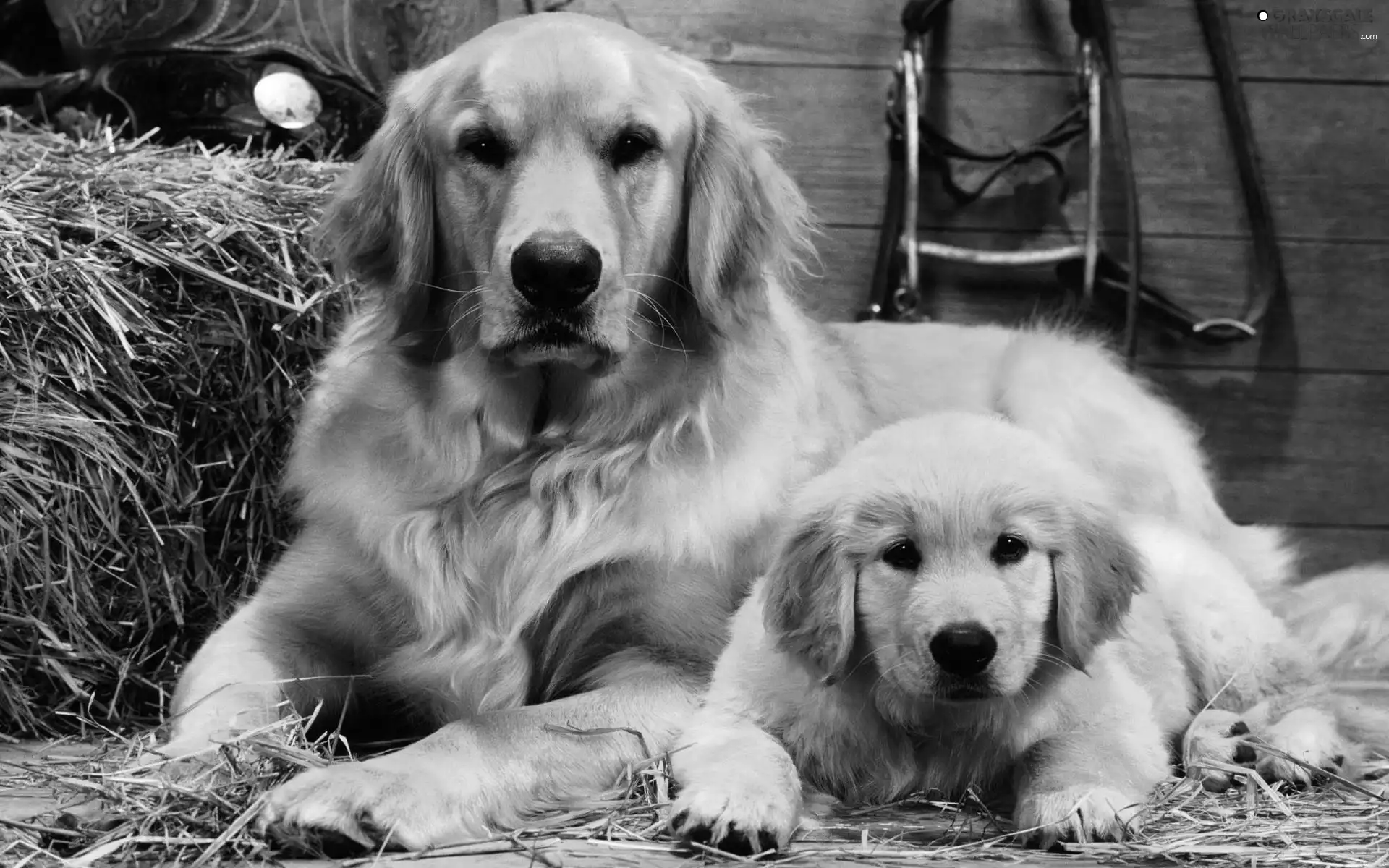 Two cars, Golden Retriever, straw, Dogs