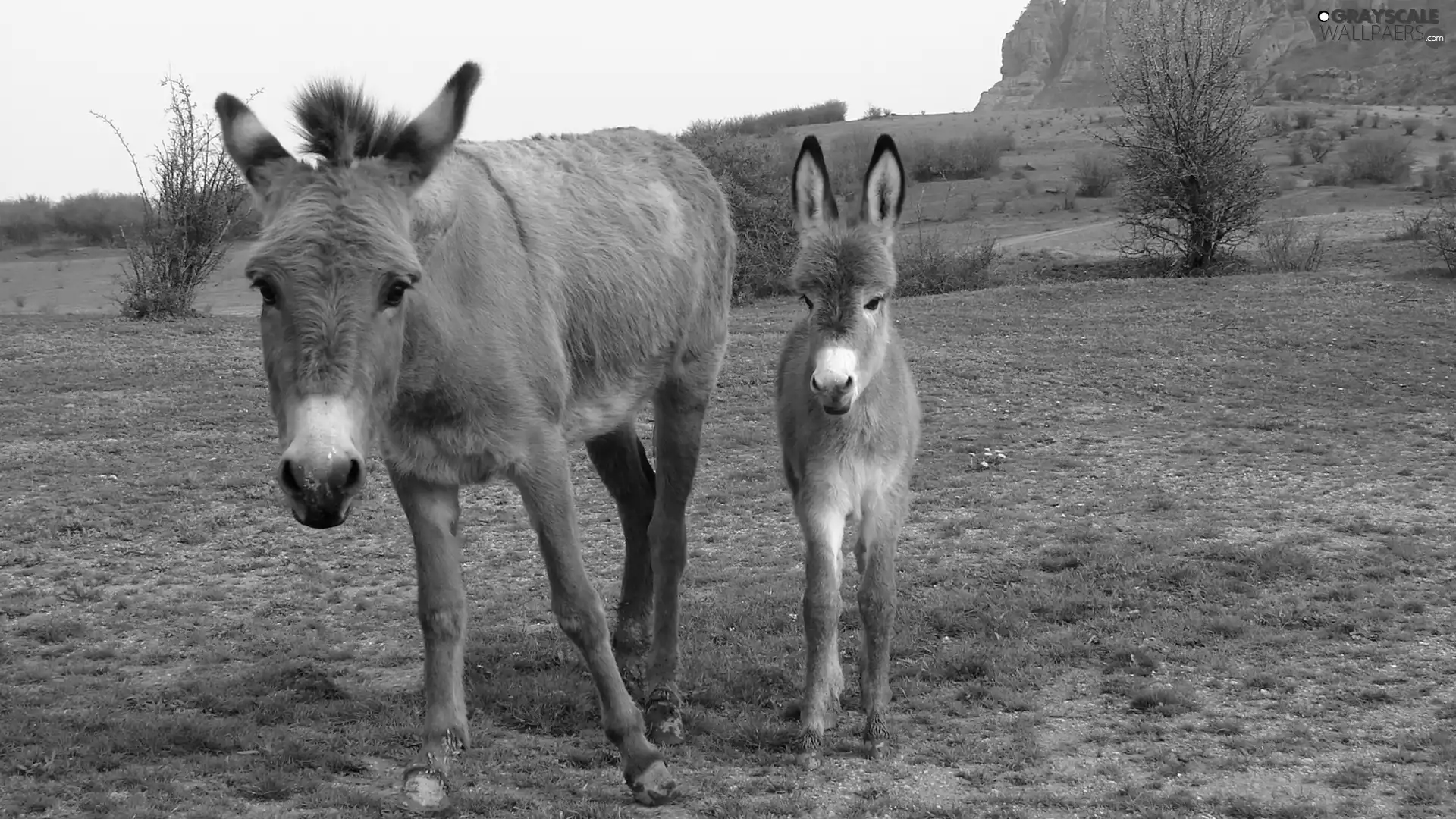 car in the meadow, Bush, small, Donkey, she-ass