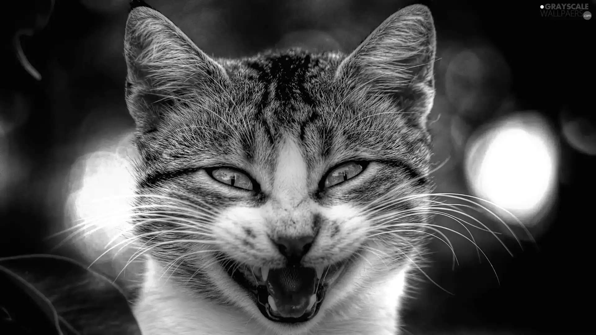 cat, Smile