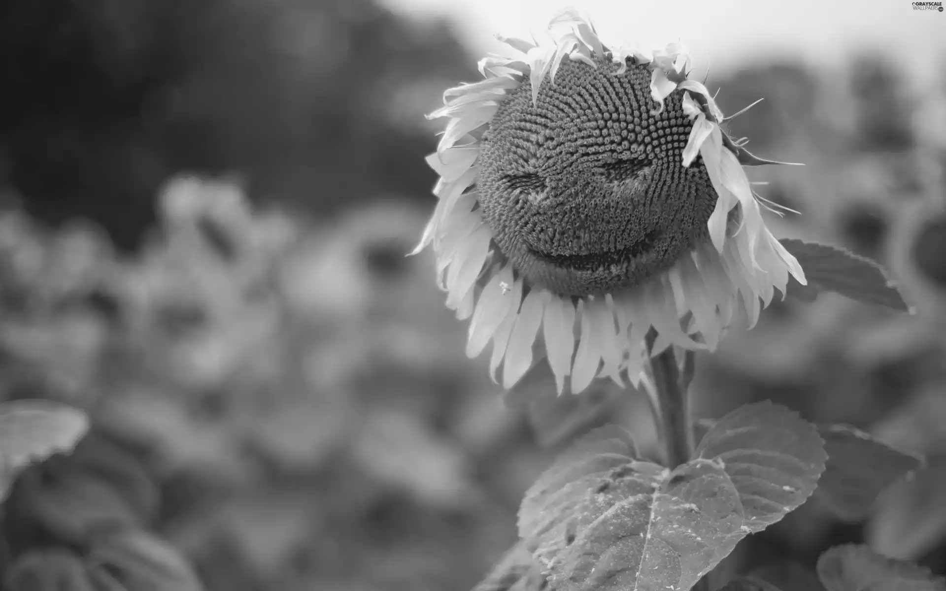 Sunflower, Smile
