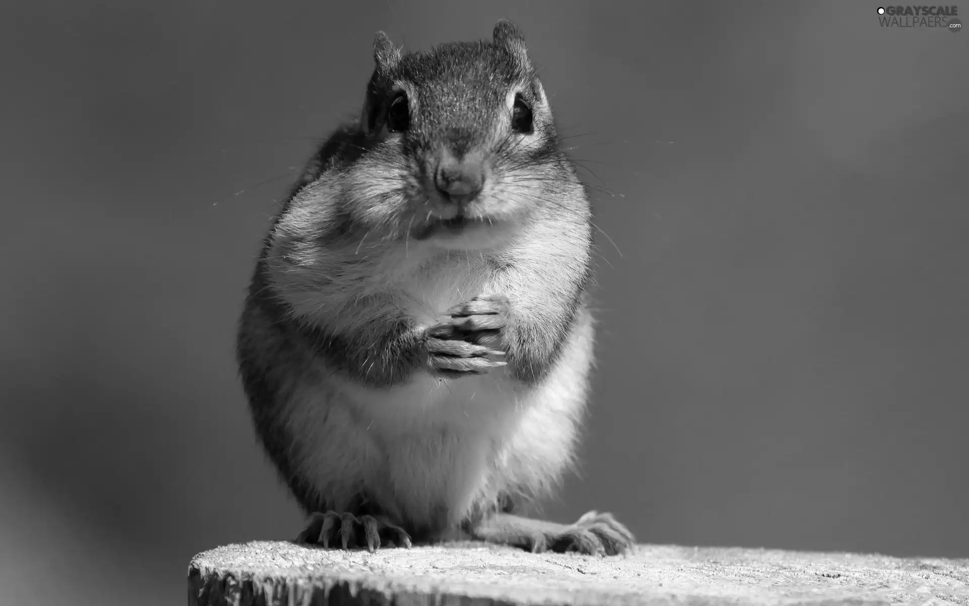 Chipmunk, snag