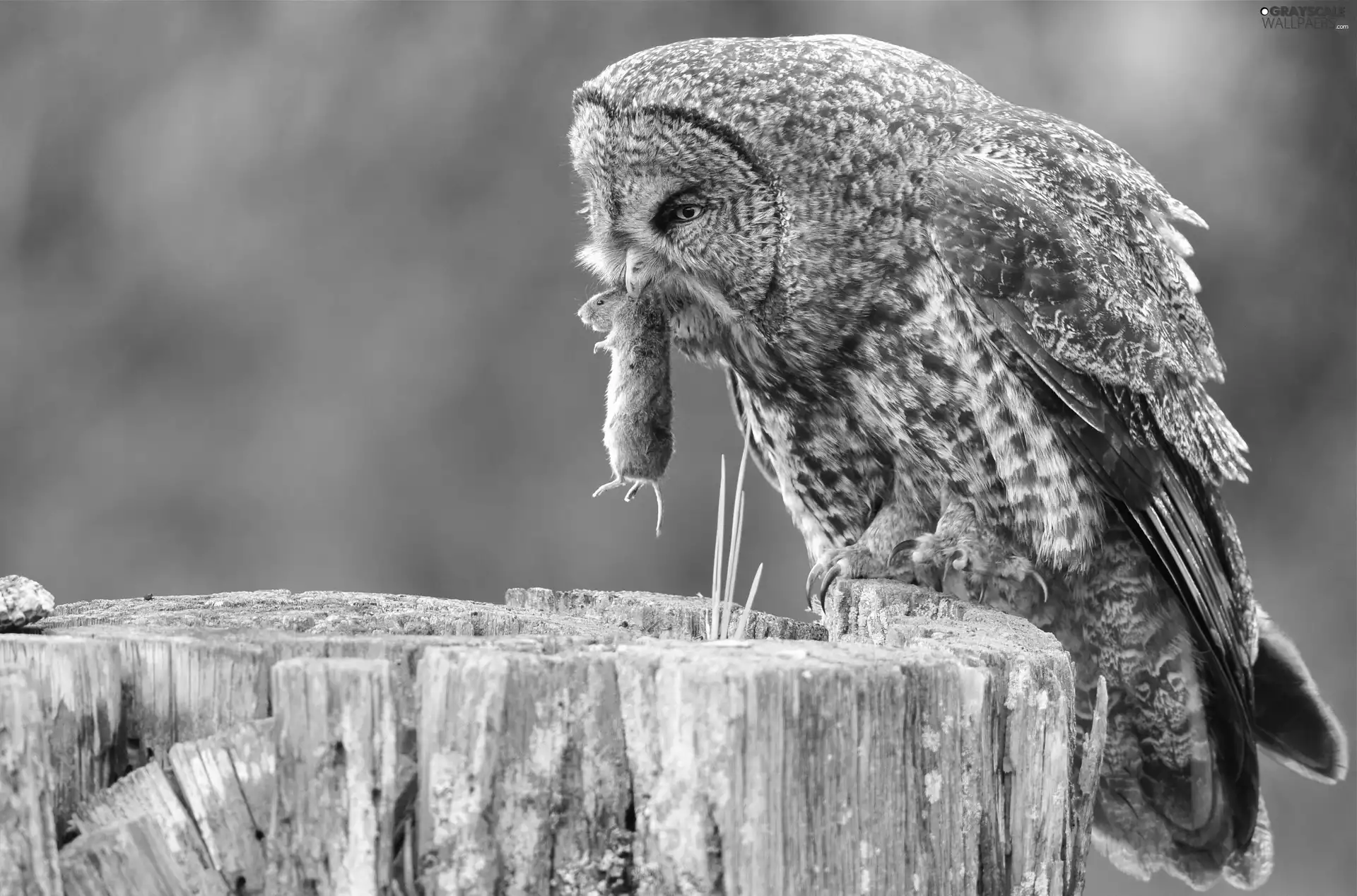 owl, mouse, snag, Tawny owl great gray owl