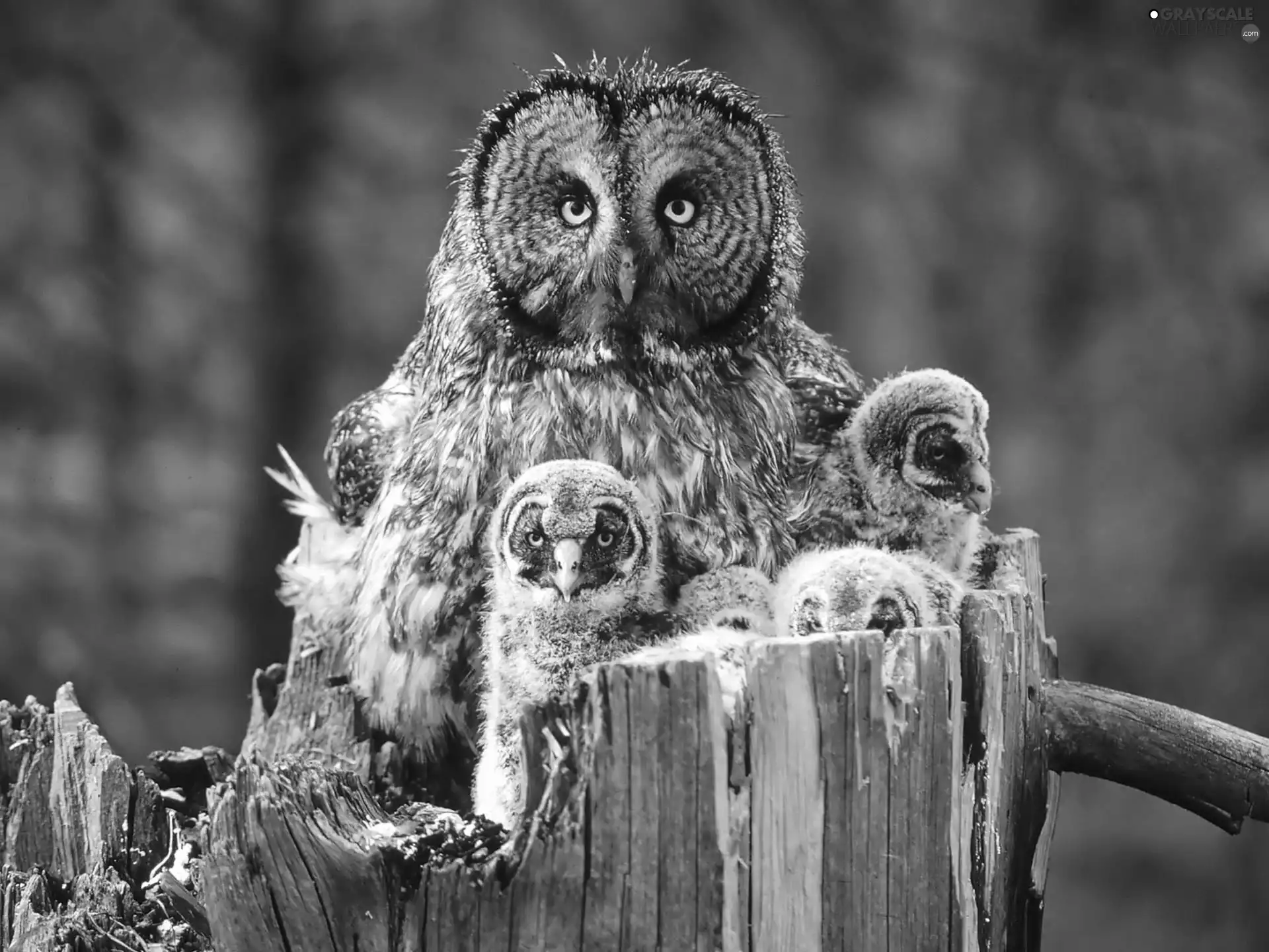 chick, snag, owl, Tawny owl great gray owl, owl