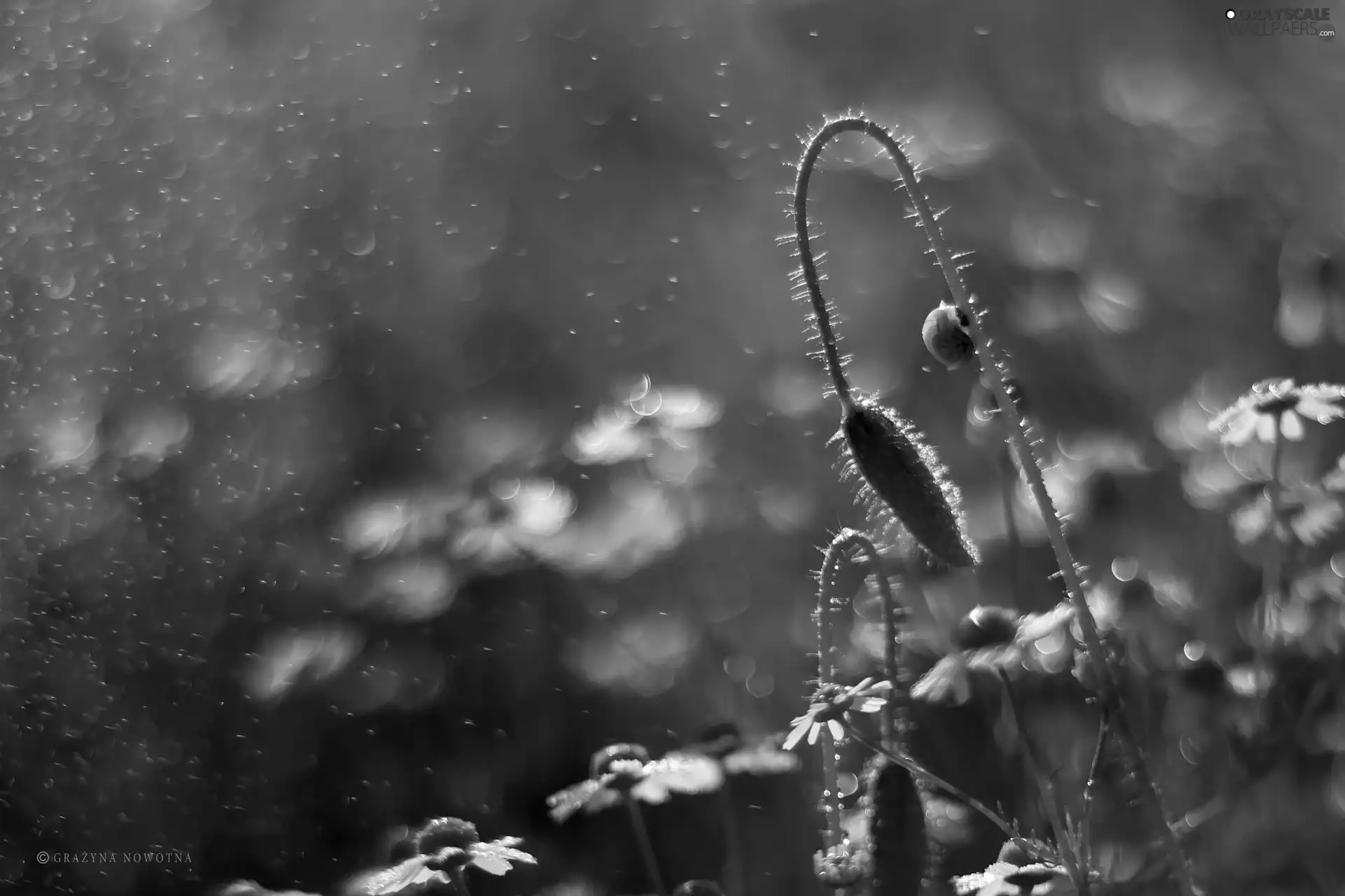 chamomile, drops, snail, bud