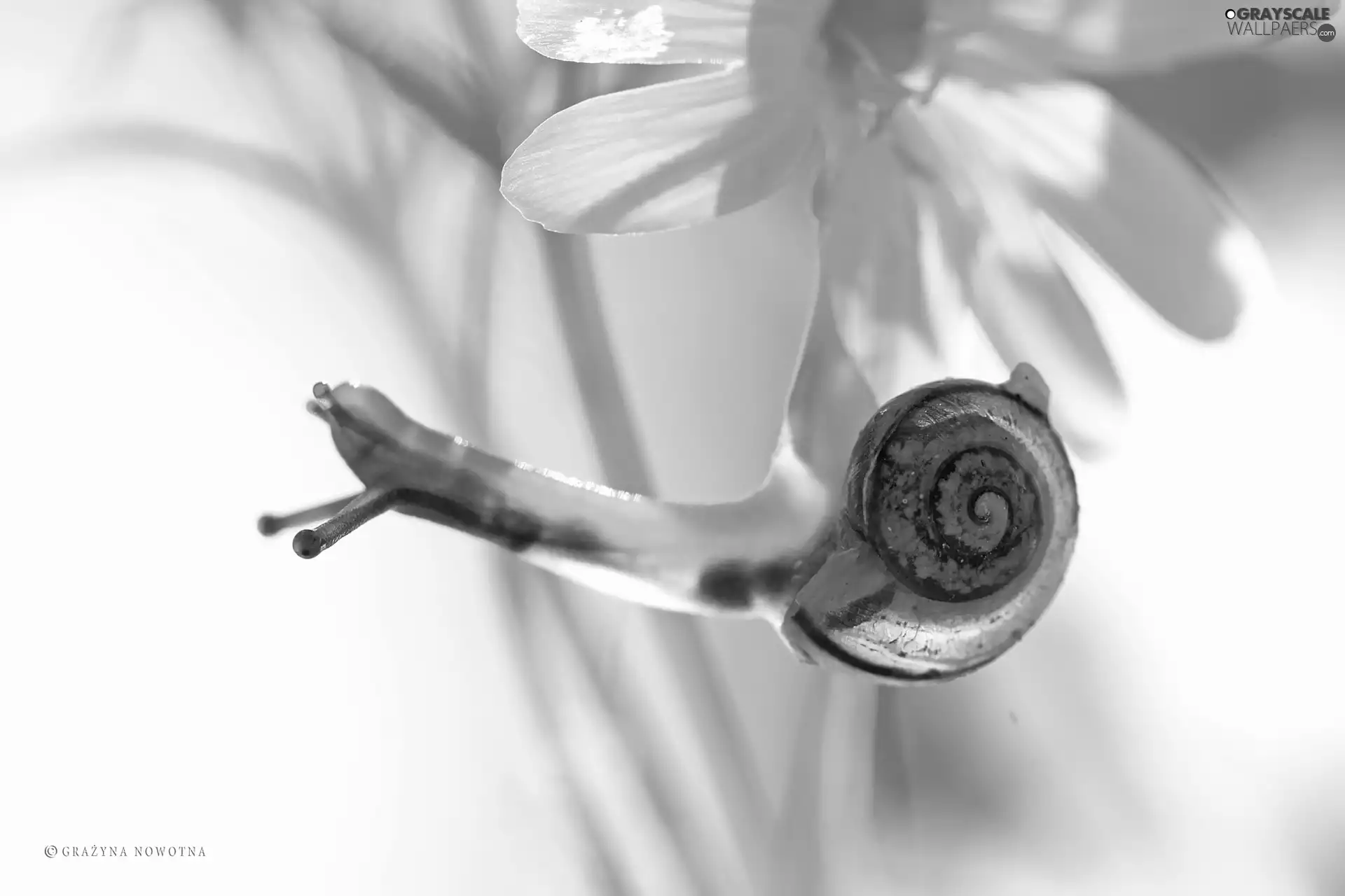 Colourfull Flowers, Cerastium, snail