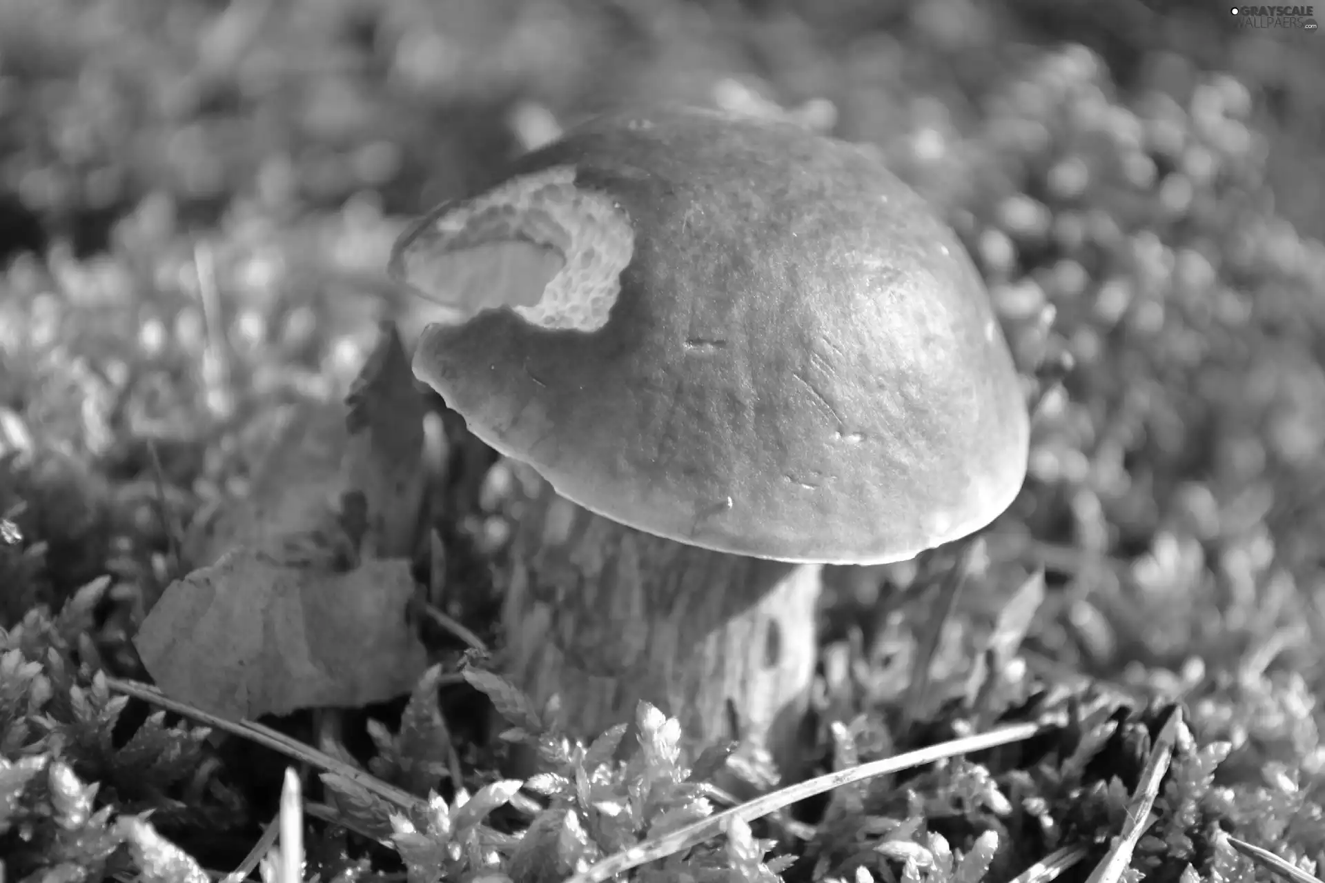 snail, Moss, Bitten, by, Boletus edulis