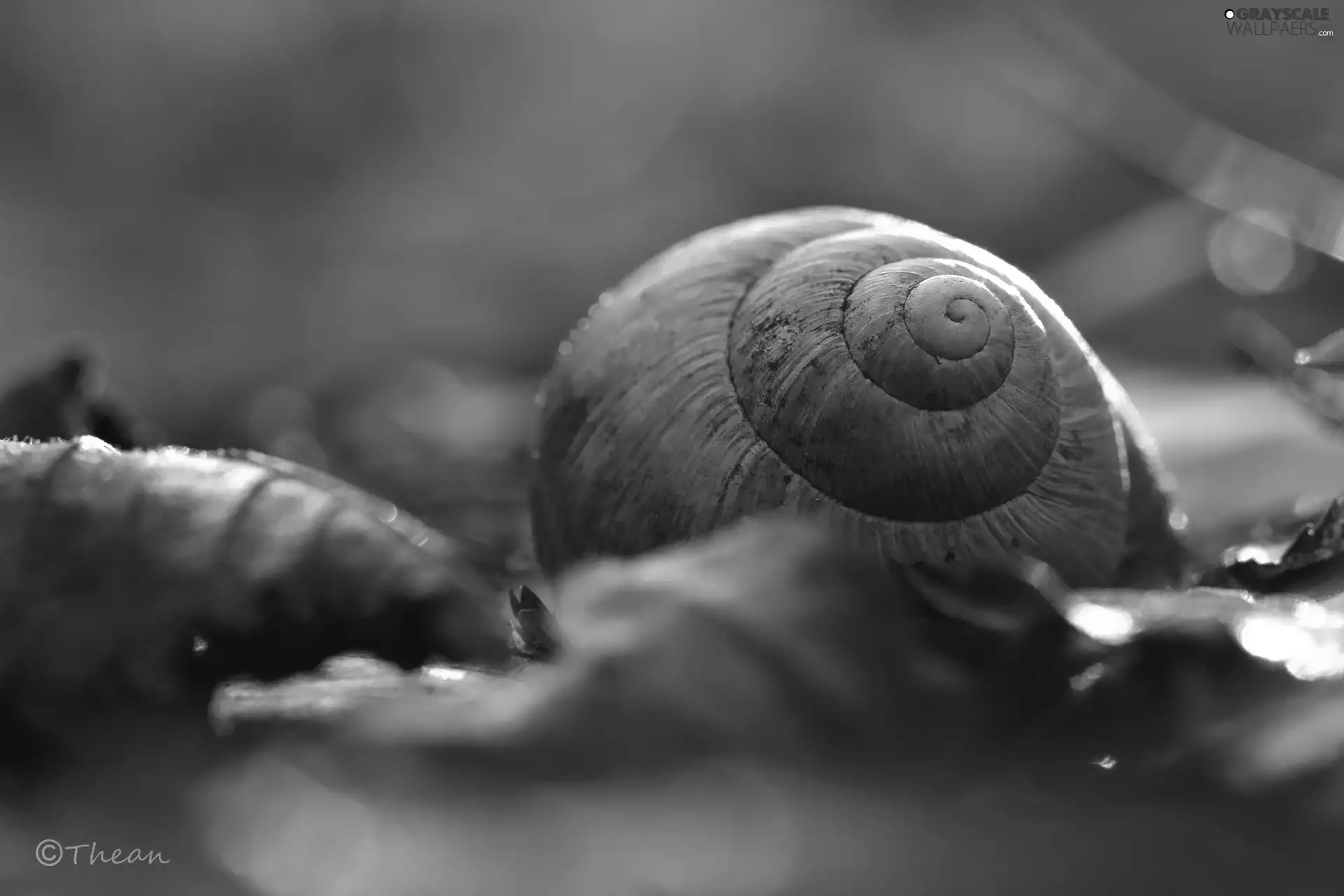 shell, snail