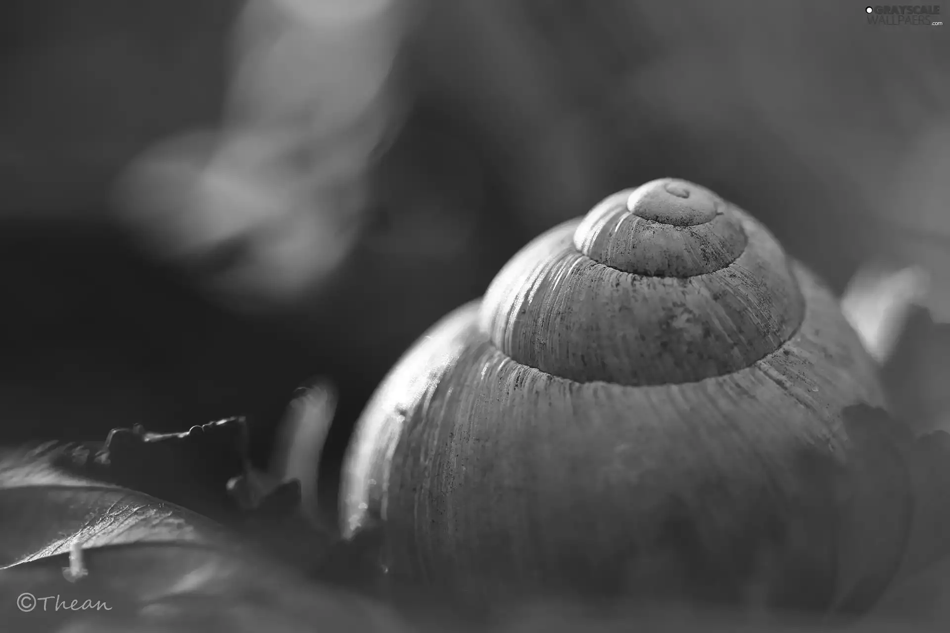 shell, snail