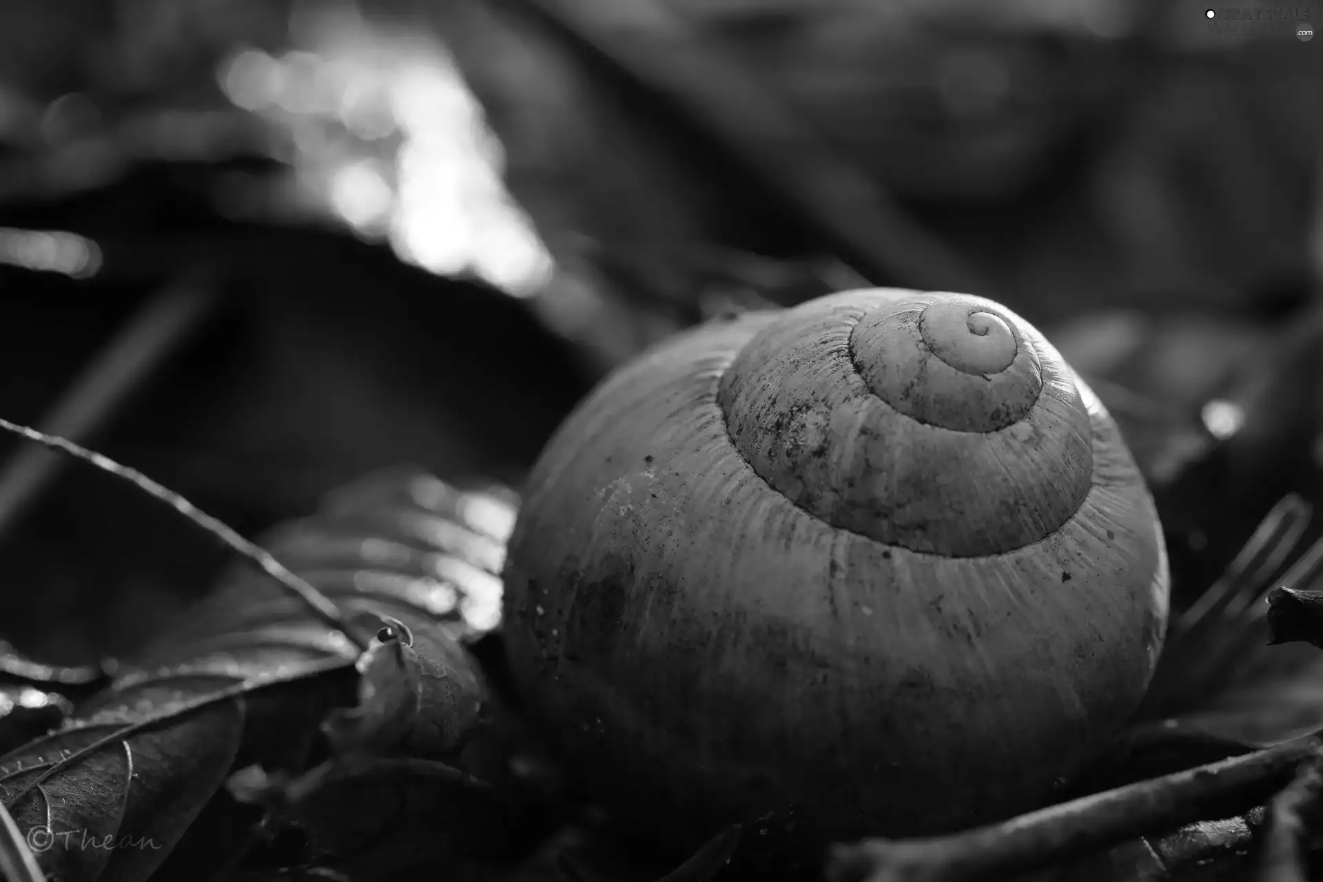shell, snail