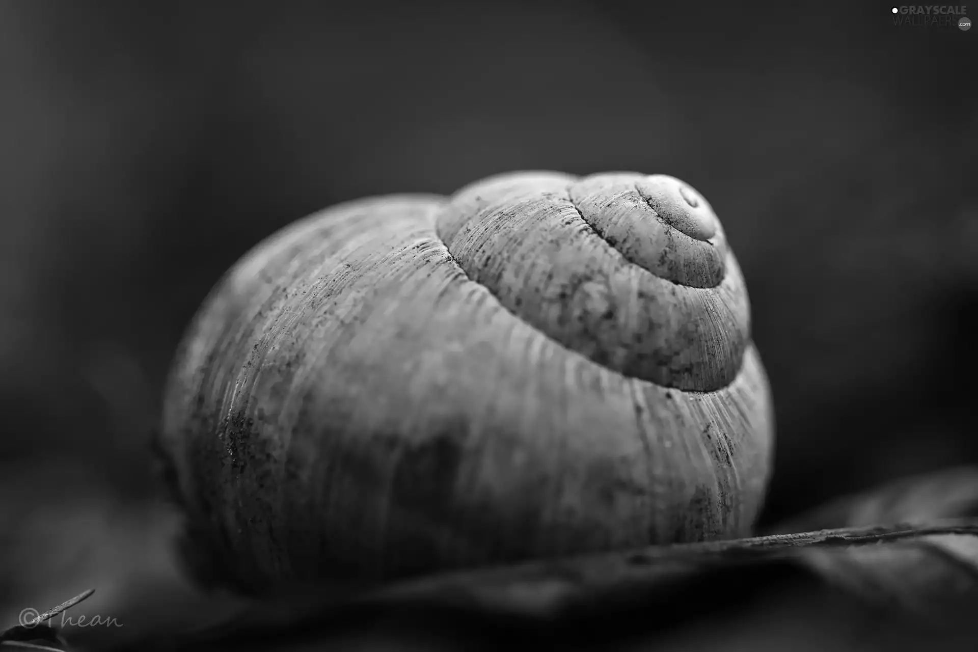 shell, snail