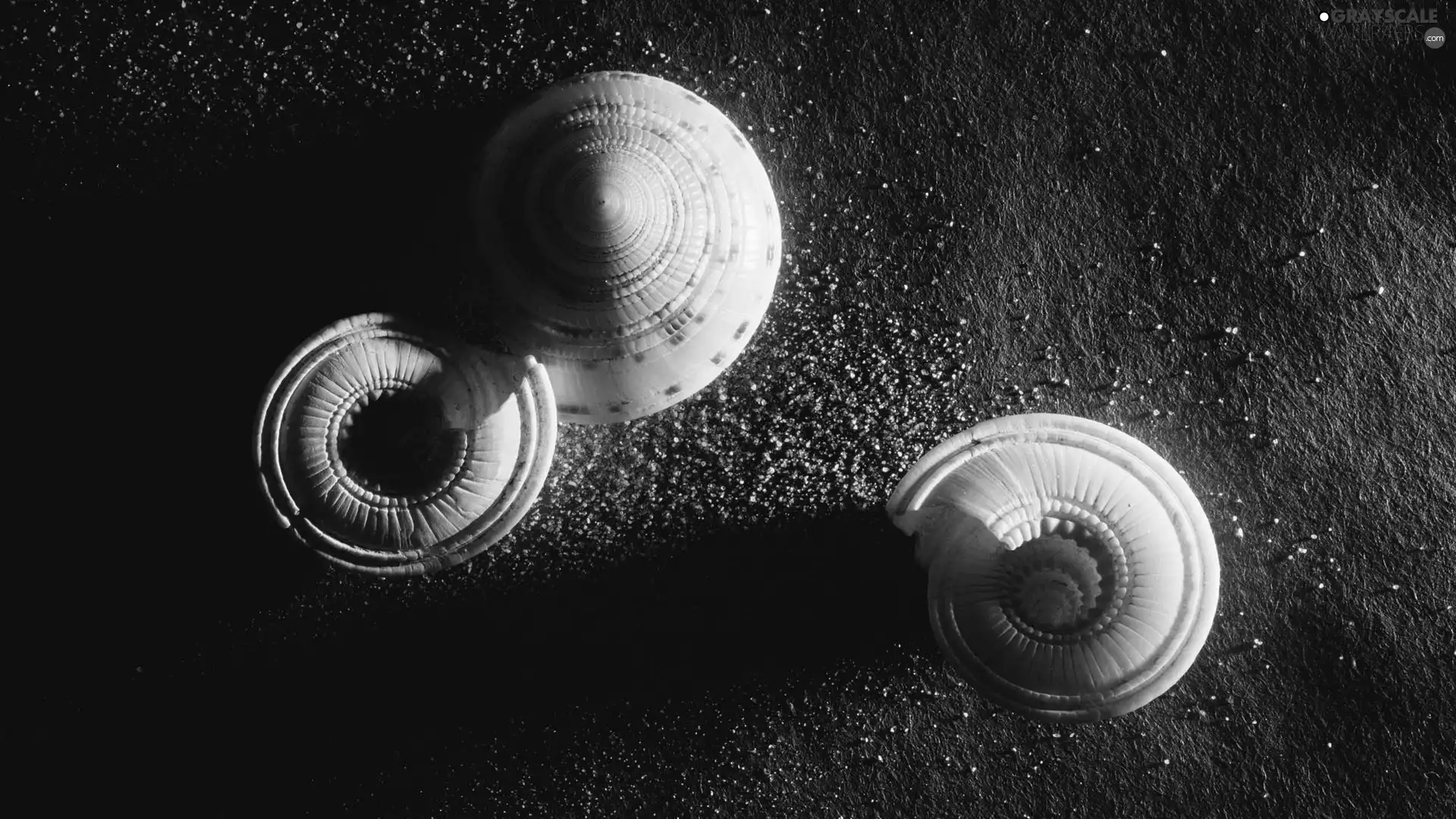 Shells, snail