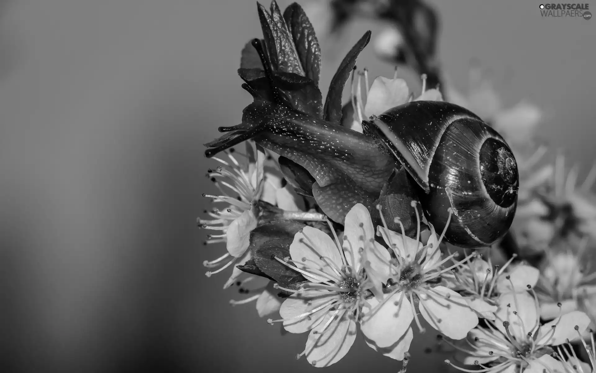snail, flourishing, trees