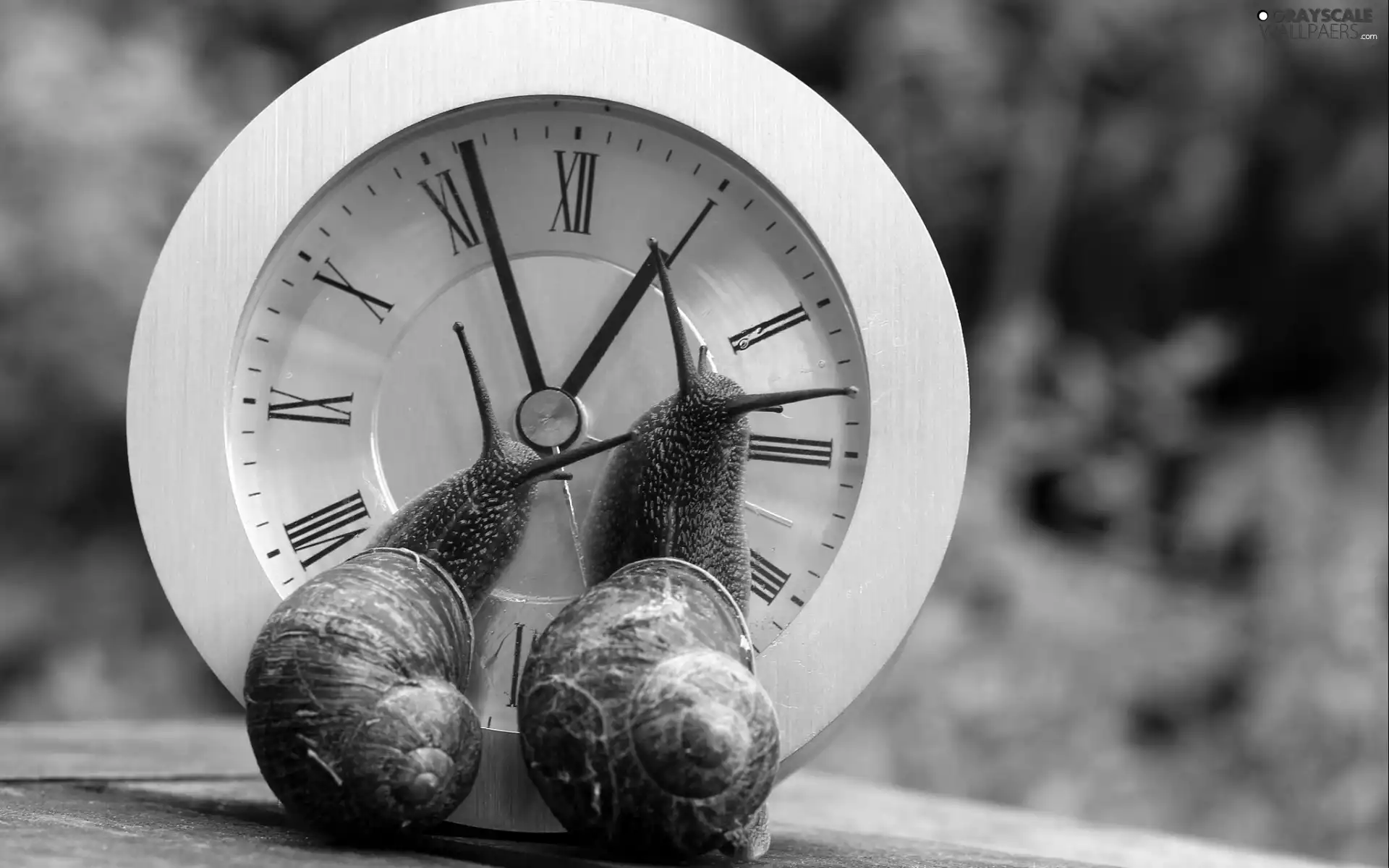 Clock, Two cars, Snails