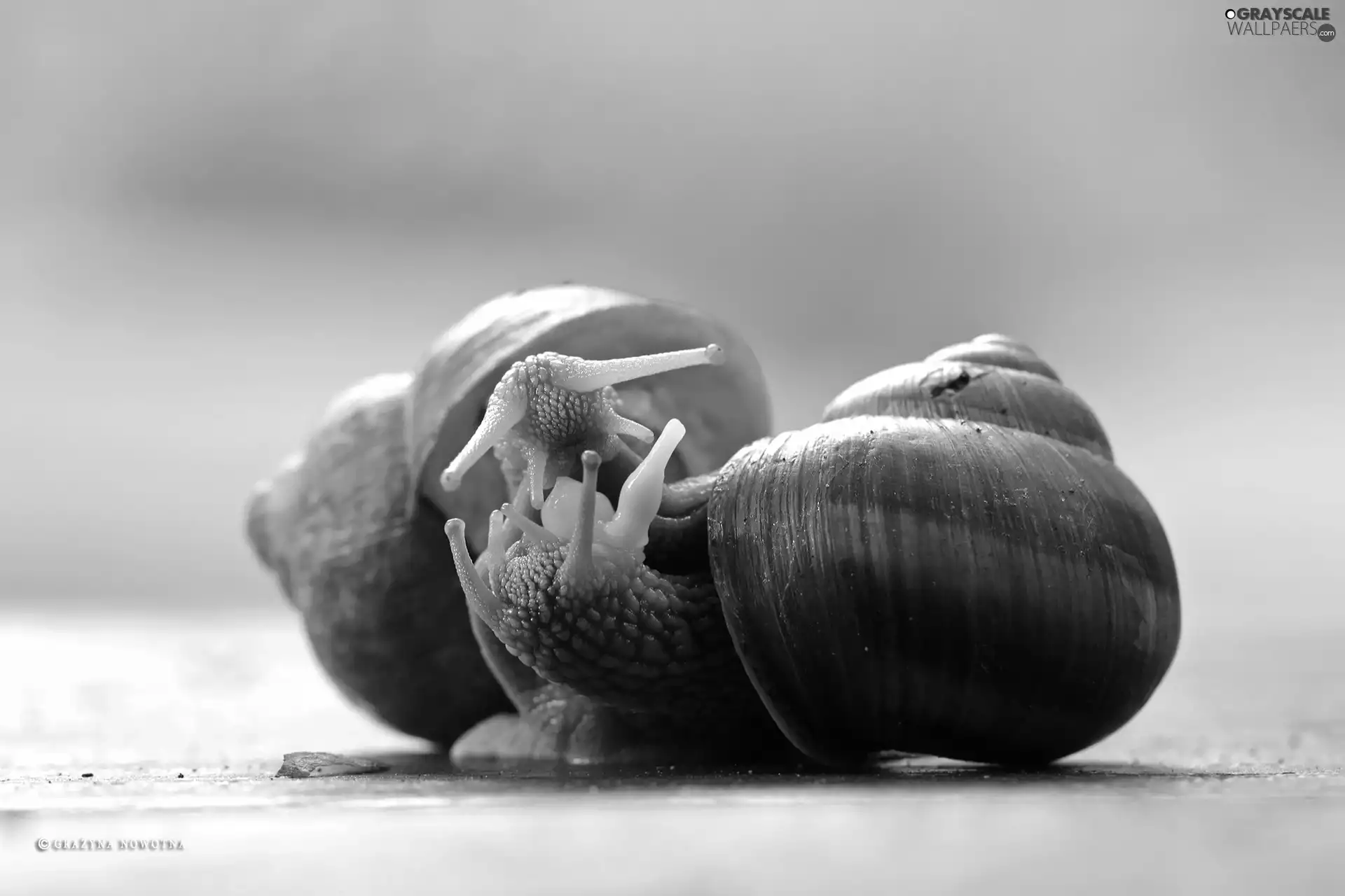 Shells, Two cars, Snails