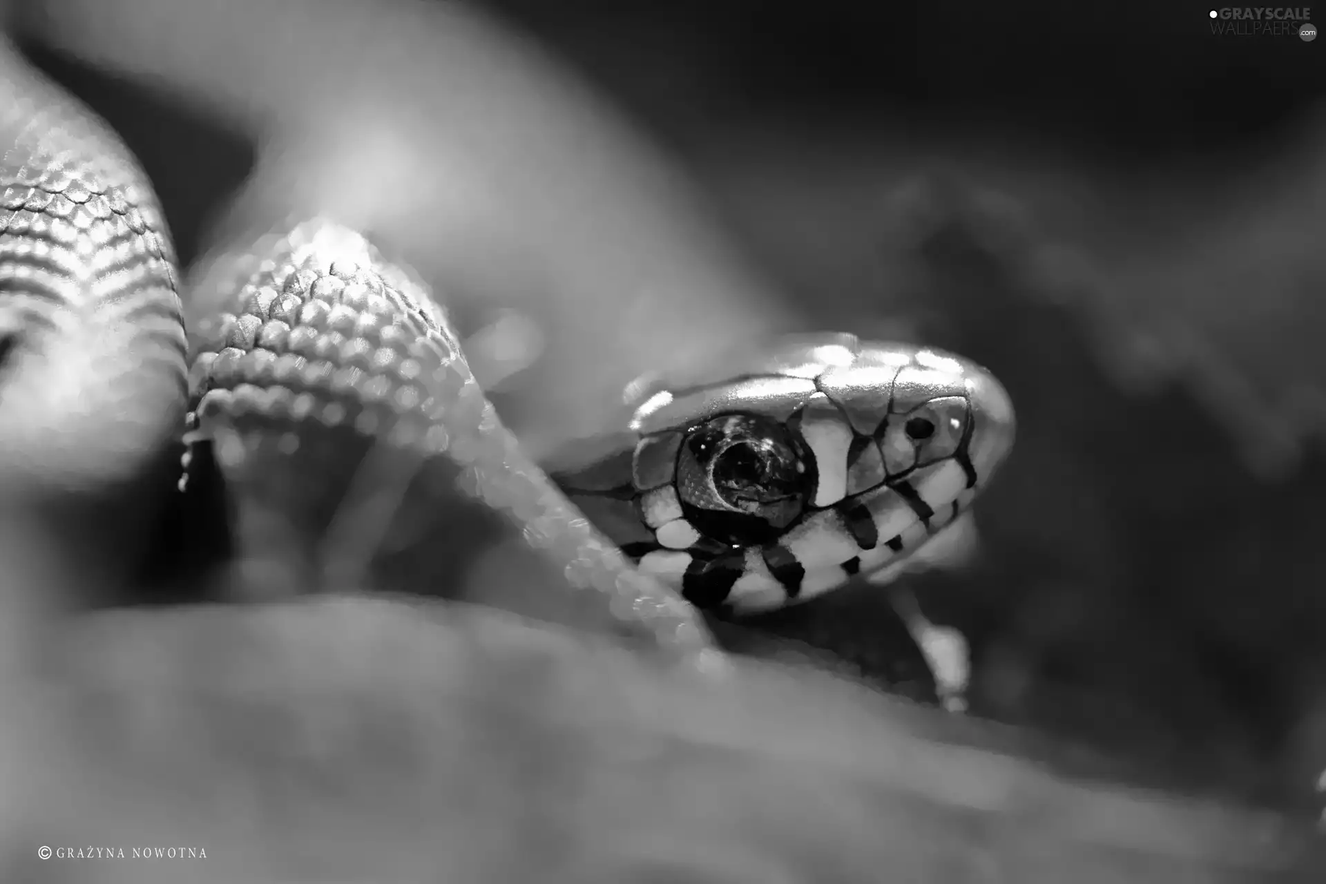 reptile, Grass-snake, Snake