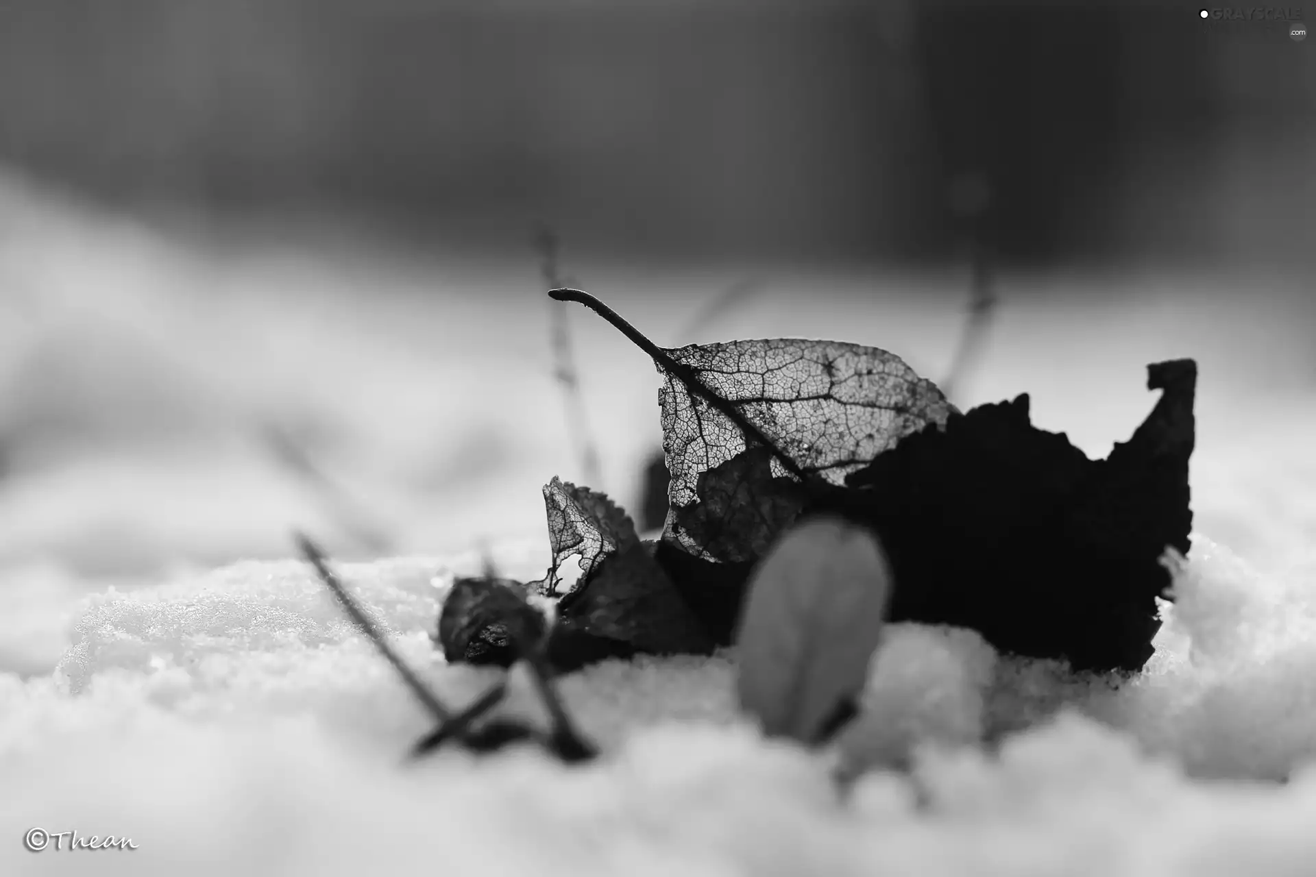 snow, leaf, ##