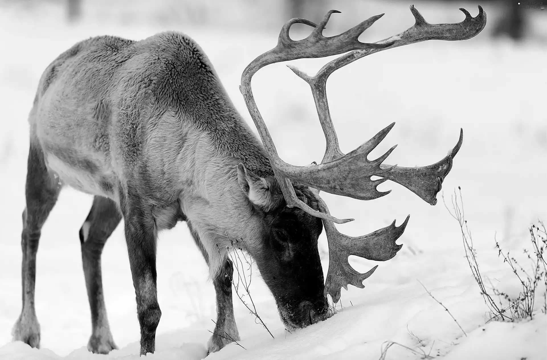 snow, deer, antlers