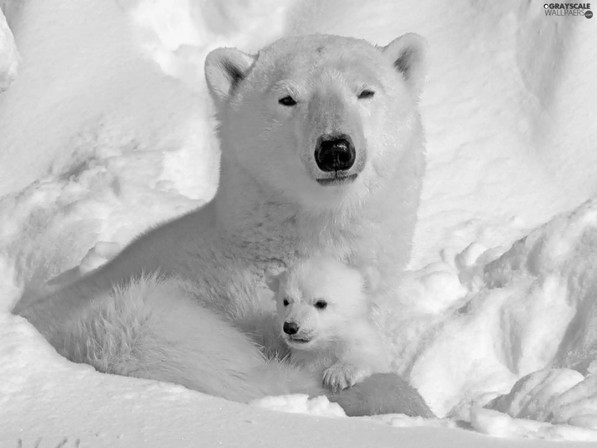 teddy bear, little doggies, snow, polar