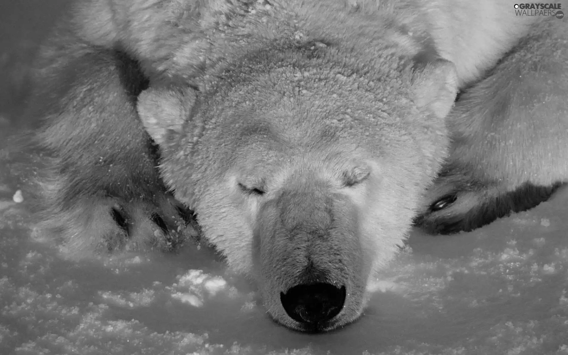 Bear, feet, snow, polar