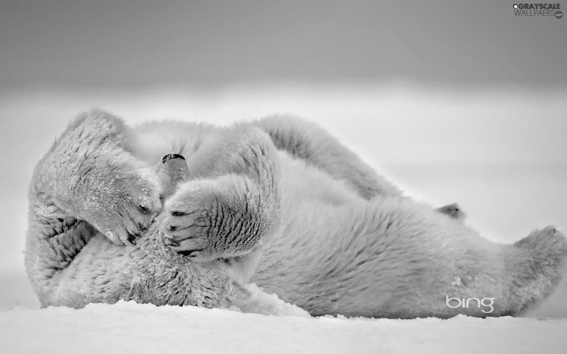teddy bear, paws, snow, polar