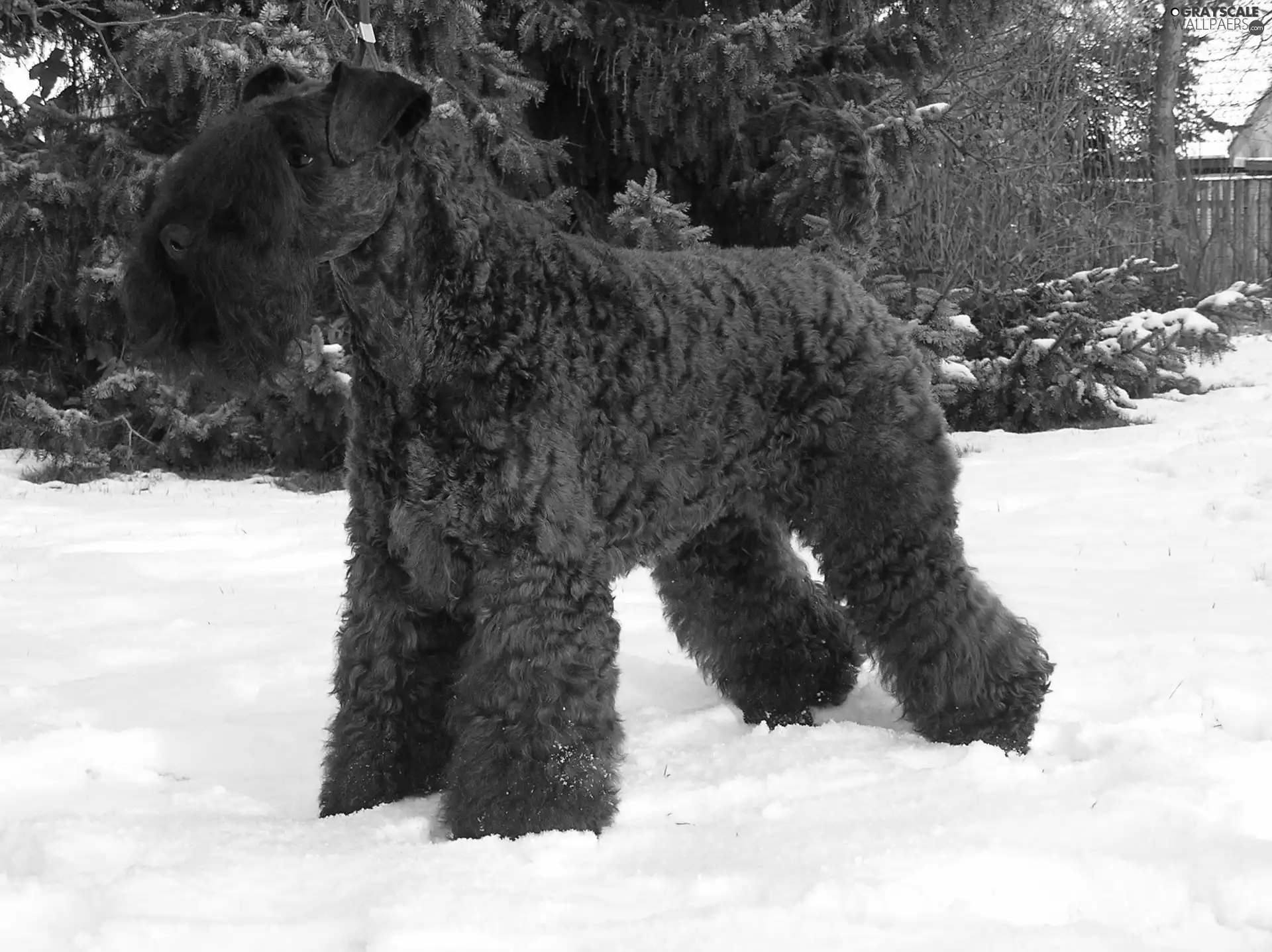 Kerry blue terrier, snow
