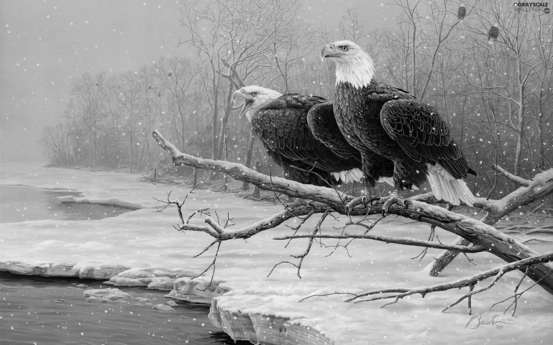 Bald Eagles, branch, Art Image, winter