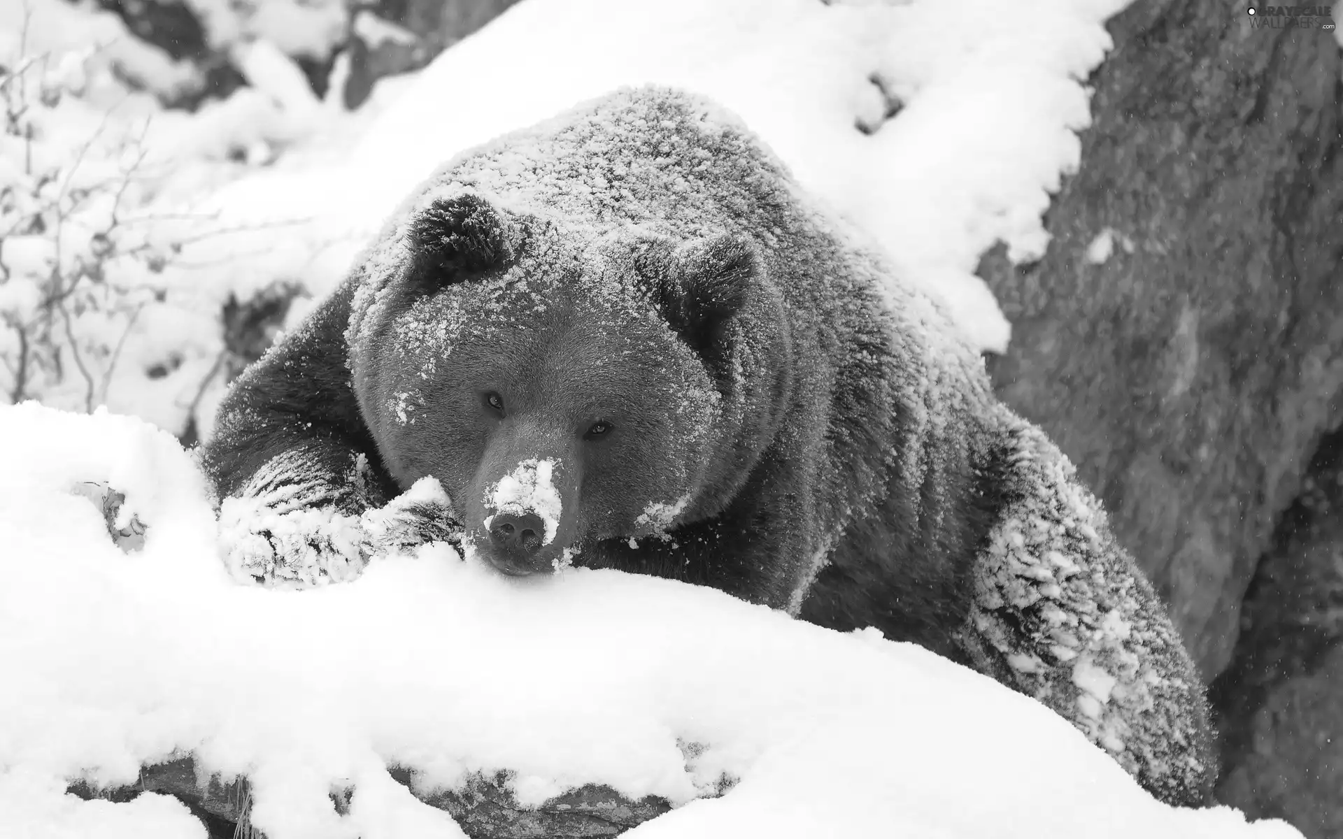 snow, Bear, brown