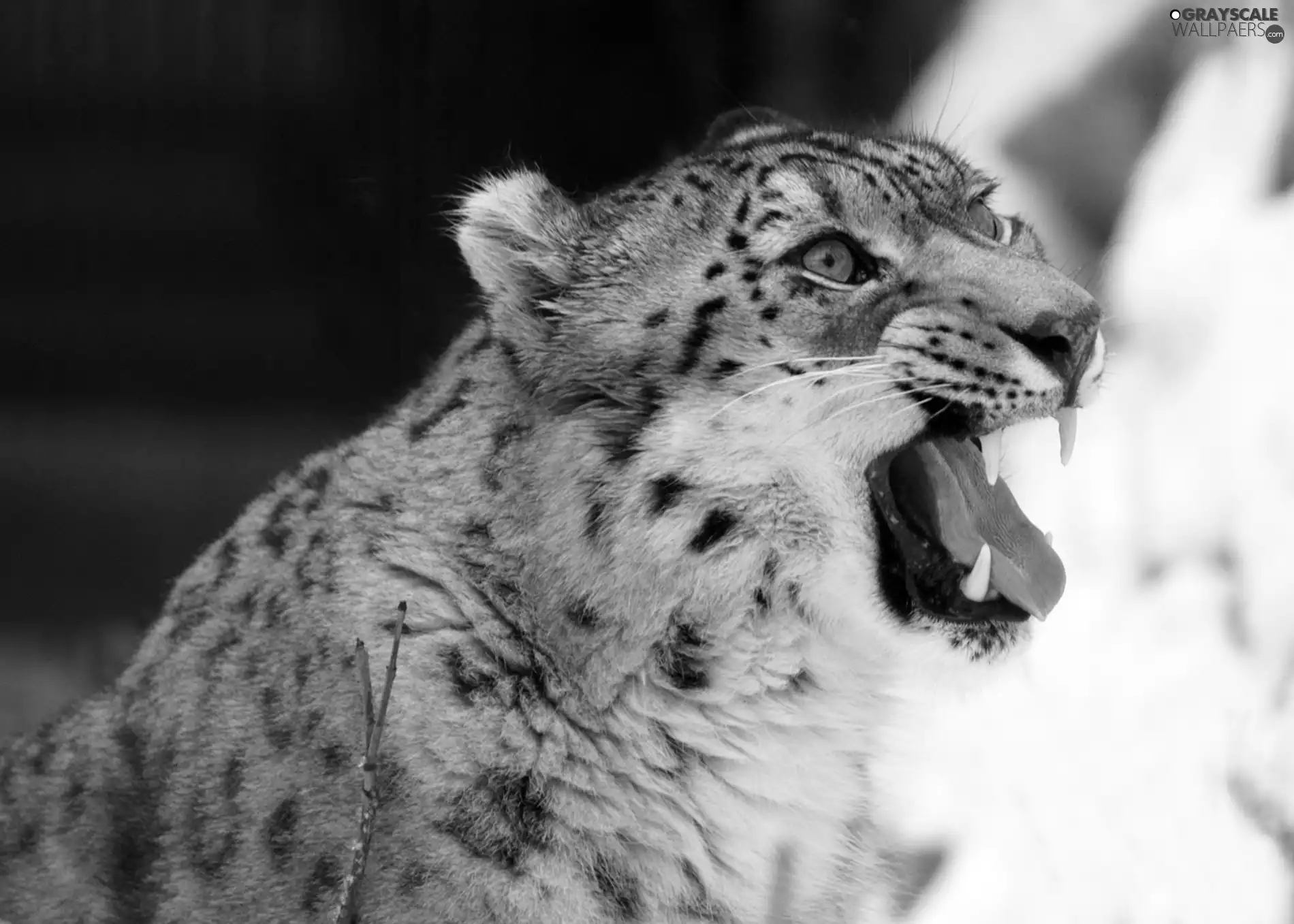 snow leopard, canines