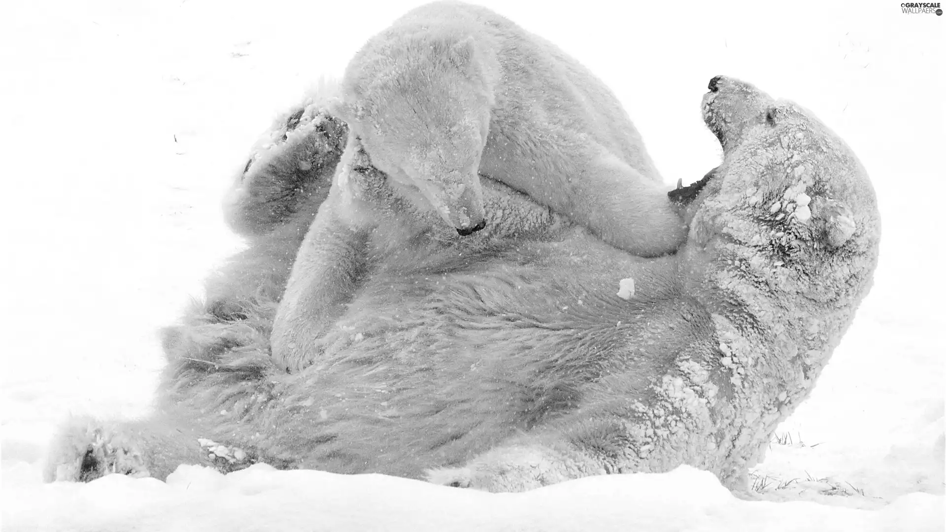 Two cars, polar, snow, bears