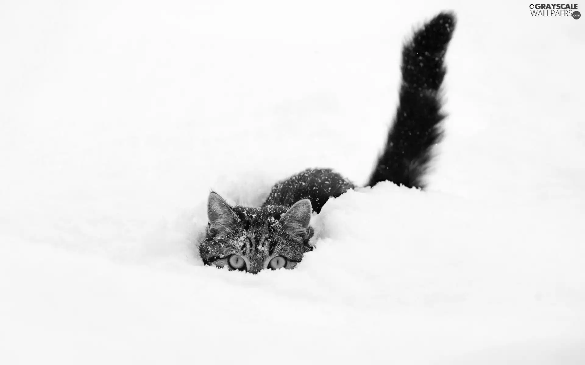 cat, snow