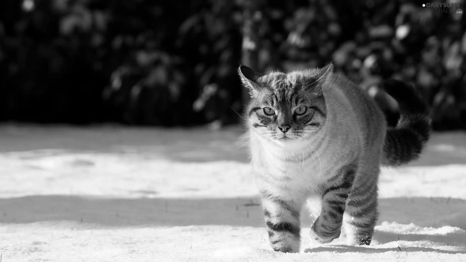 snow, Gray, cat