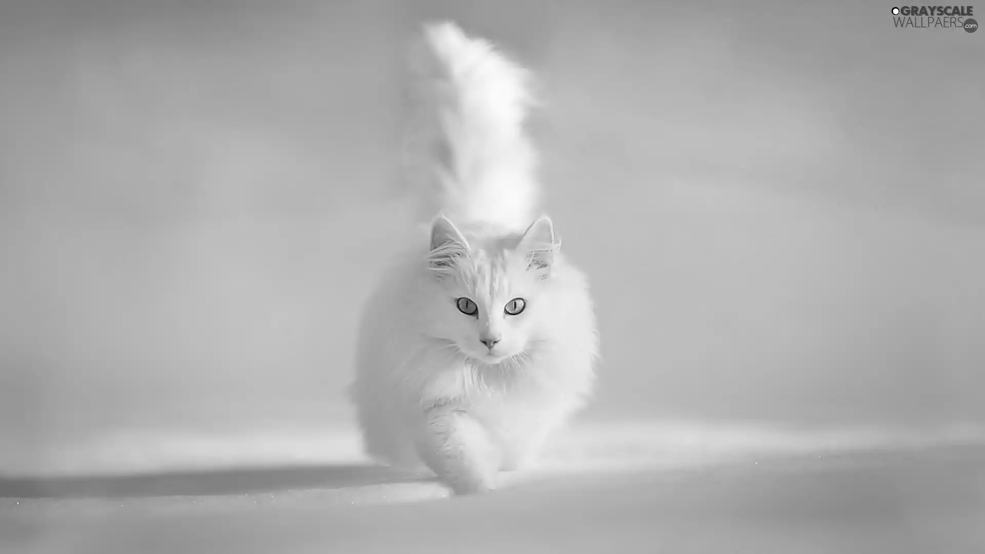 White, Turkish Angora Cat