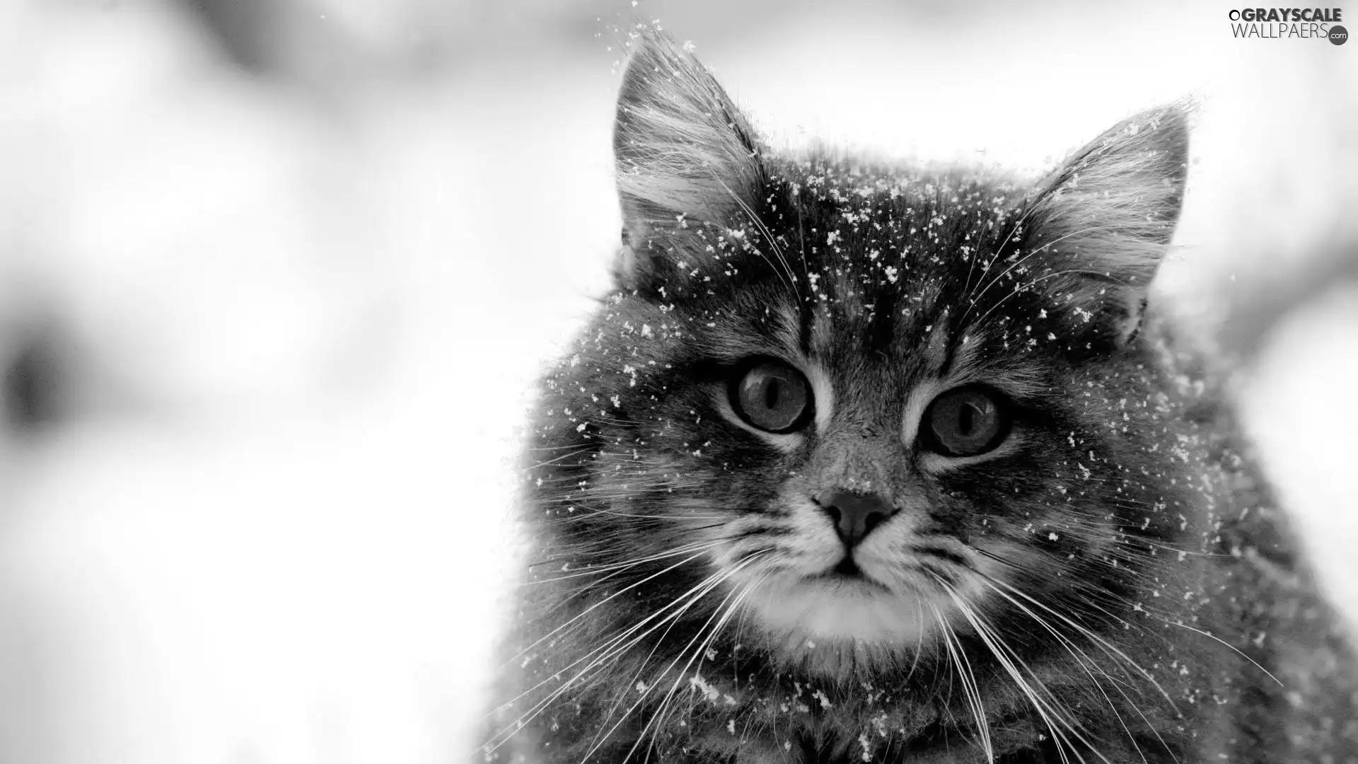 cat, snow