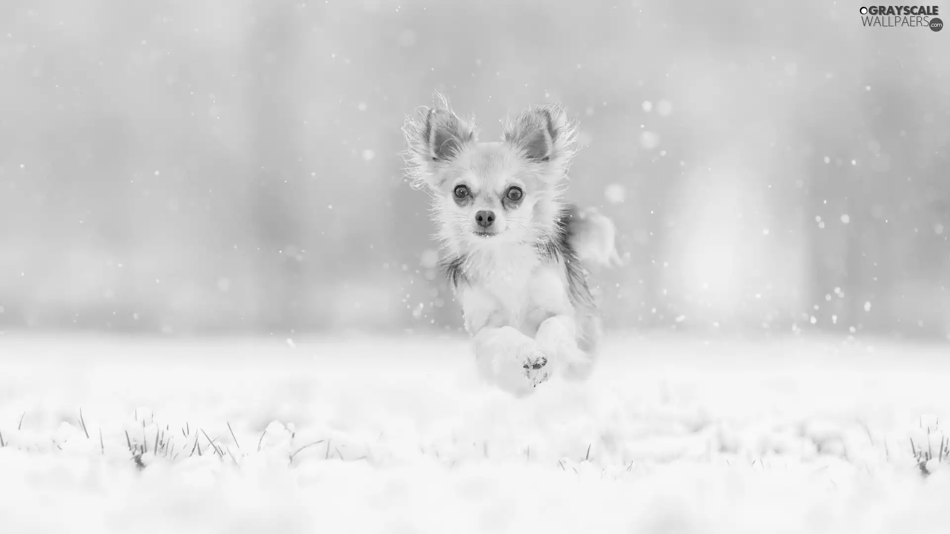 snow, dog, Chihuahua