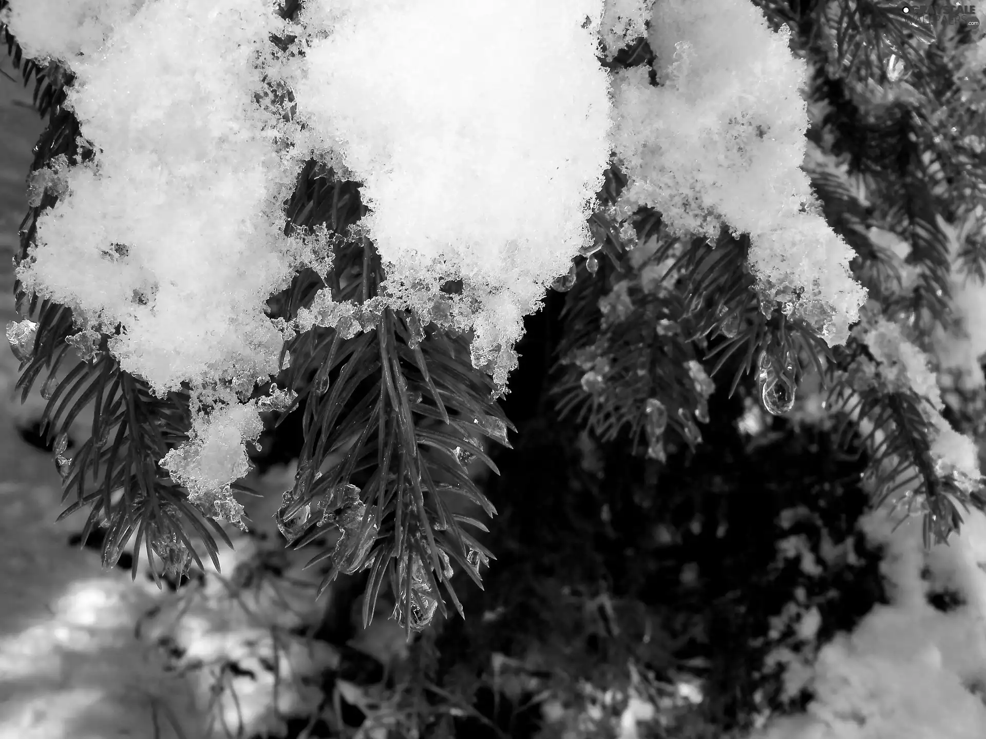 Conifers, snow