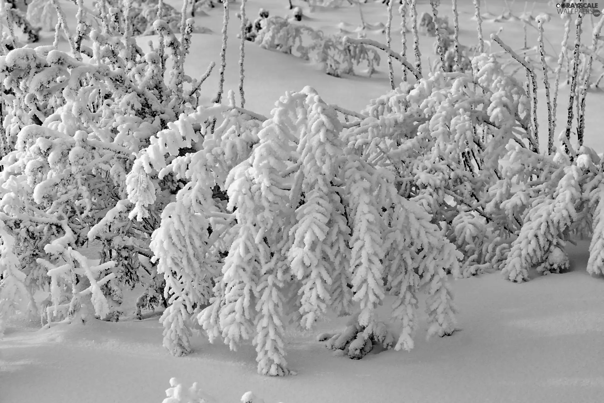 snow, Bush, Covered